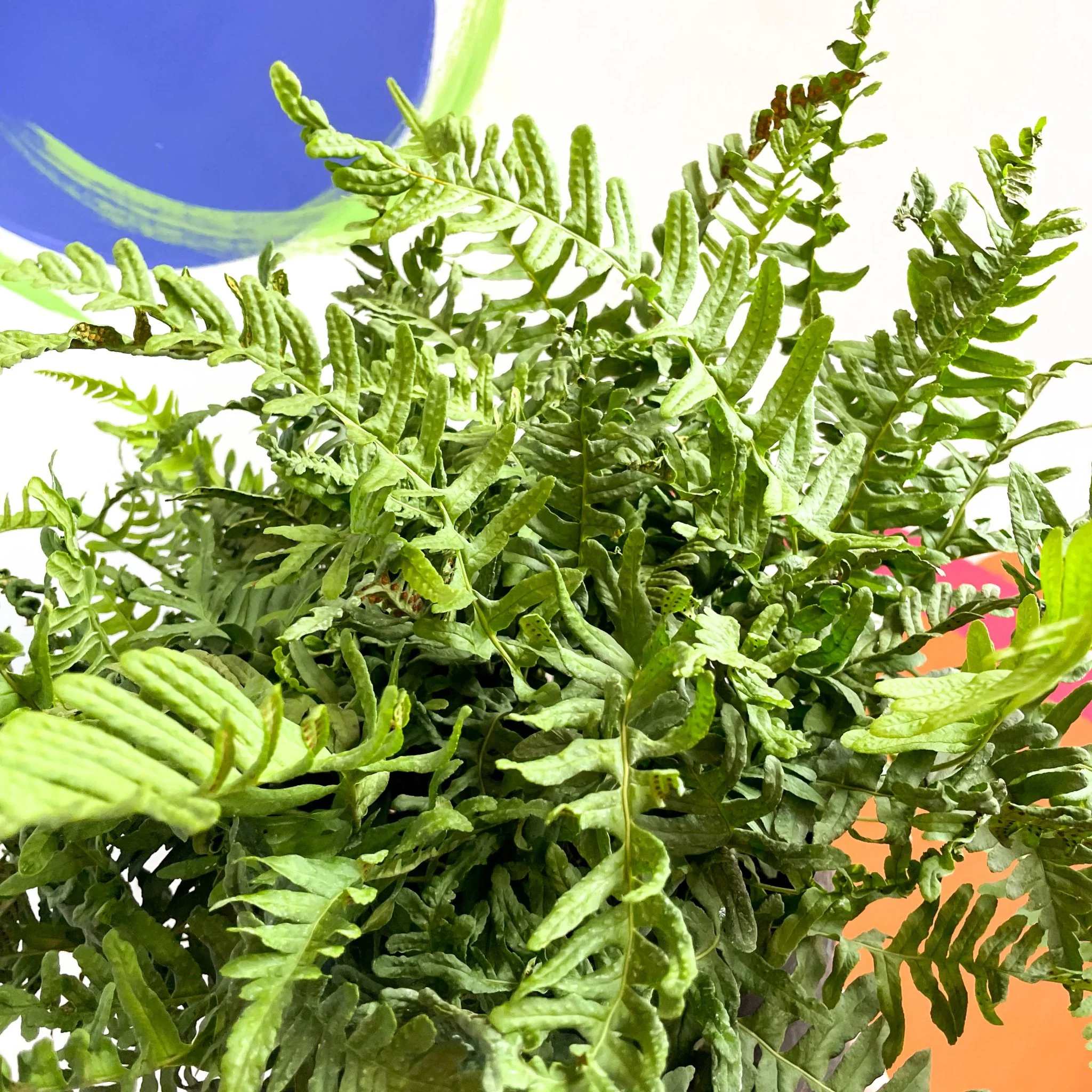 Soft Shield Fern - Polystichum - Cotswold Grown Perennial - Image 5