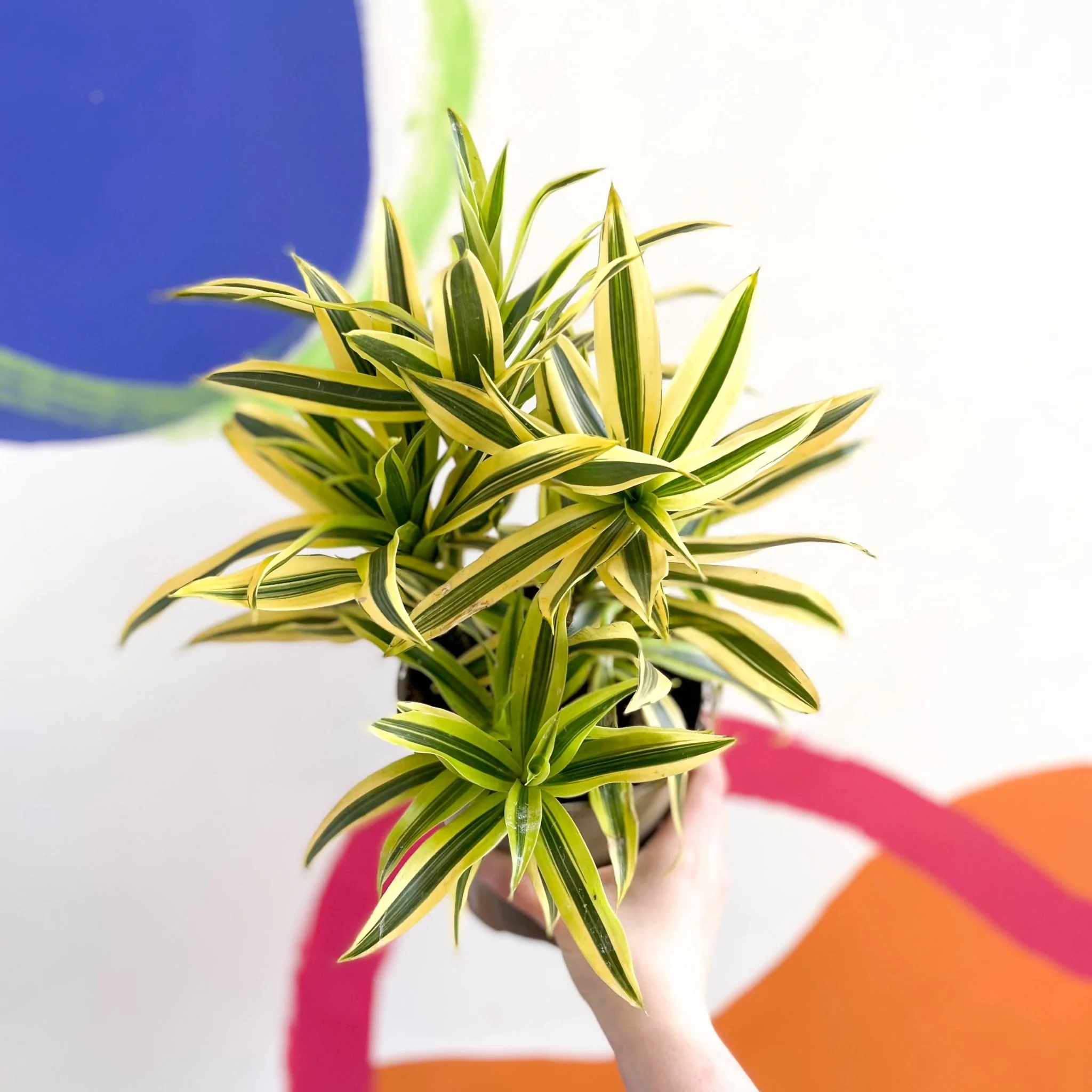 Song of India - Dracaena reflexa 'Painted Beauty' - British Grown