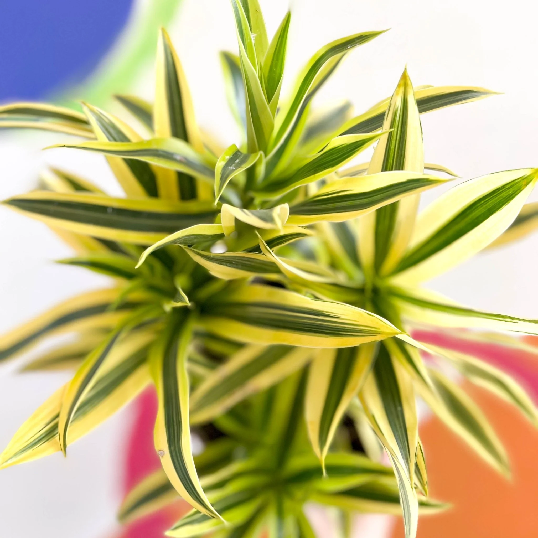 Song of India - Dracaena reflexa 'Painted Beauty' - British Grown - Image 2