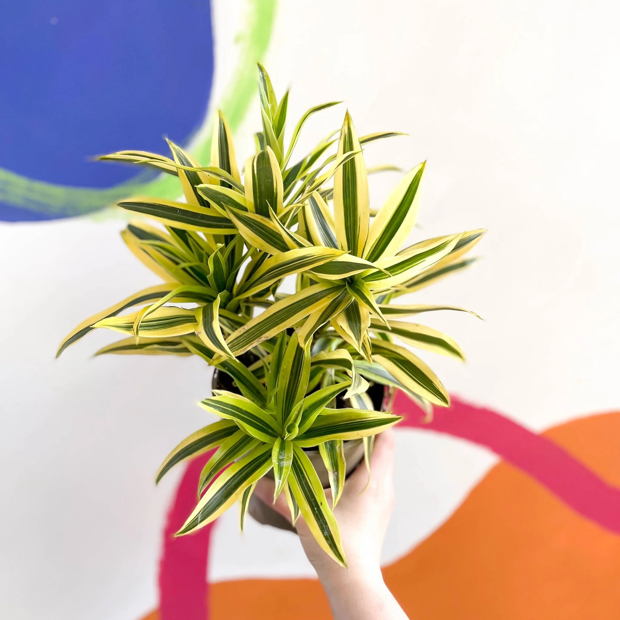 Song of India - Dracaena reflexa 'Painted Beauty' - British Grown - Image 3