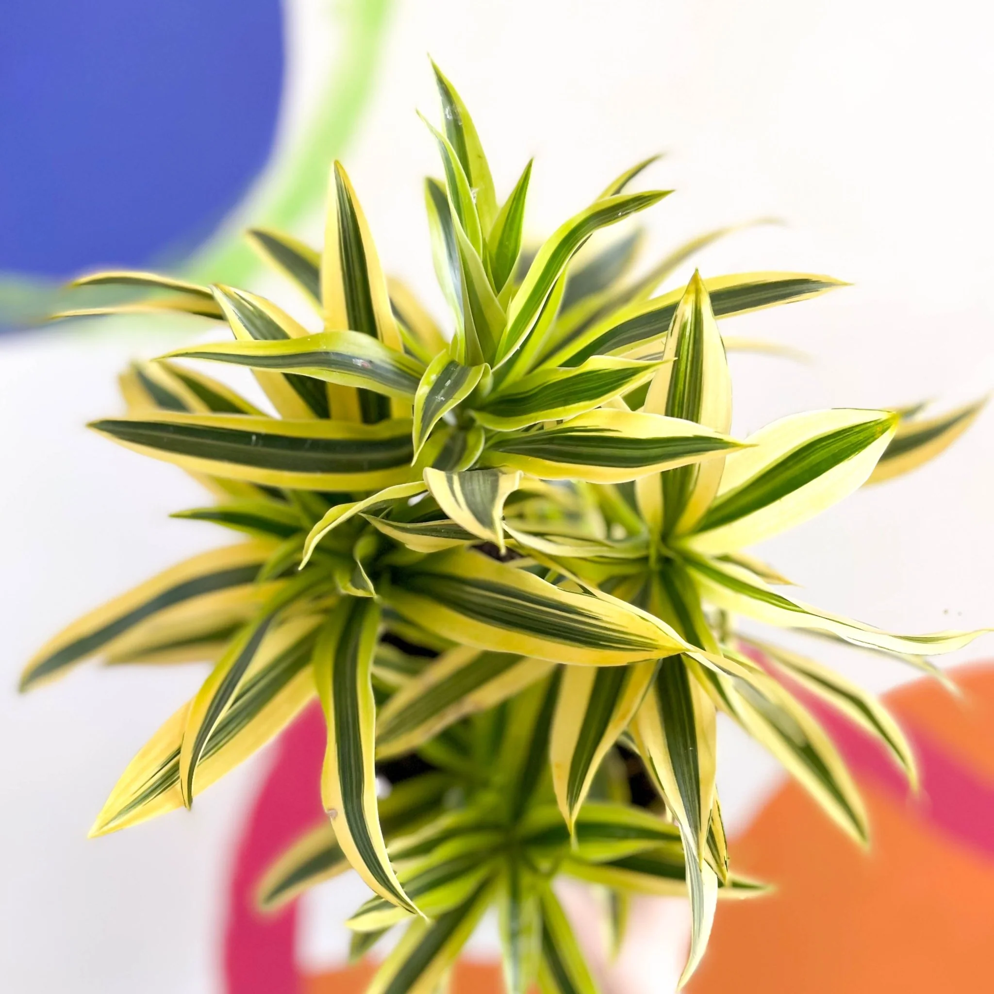 Song of India - Dracaena reflexa 'Painted Beauty' - British Grown - Image 4