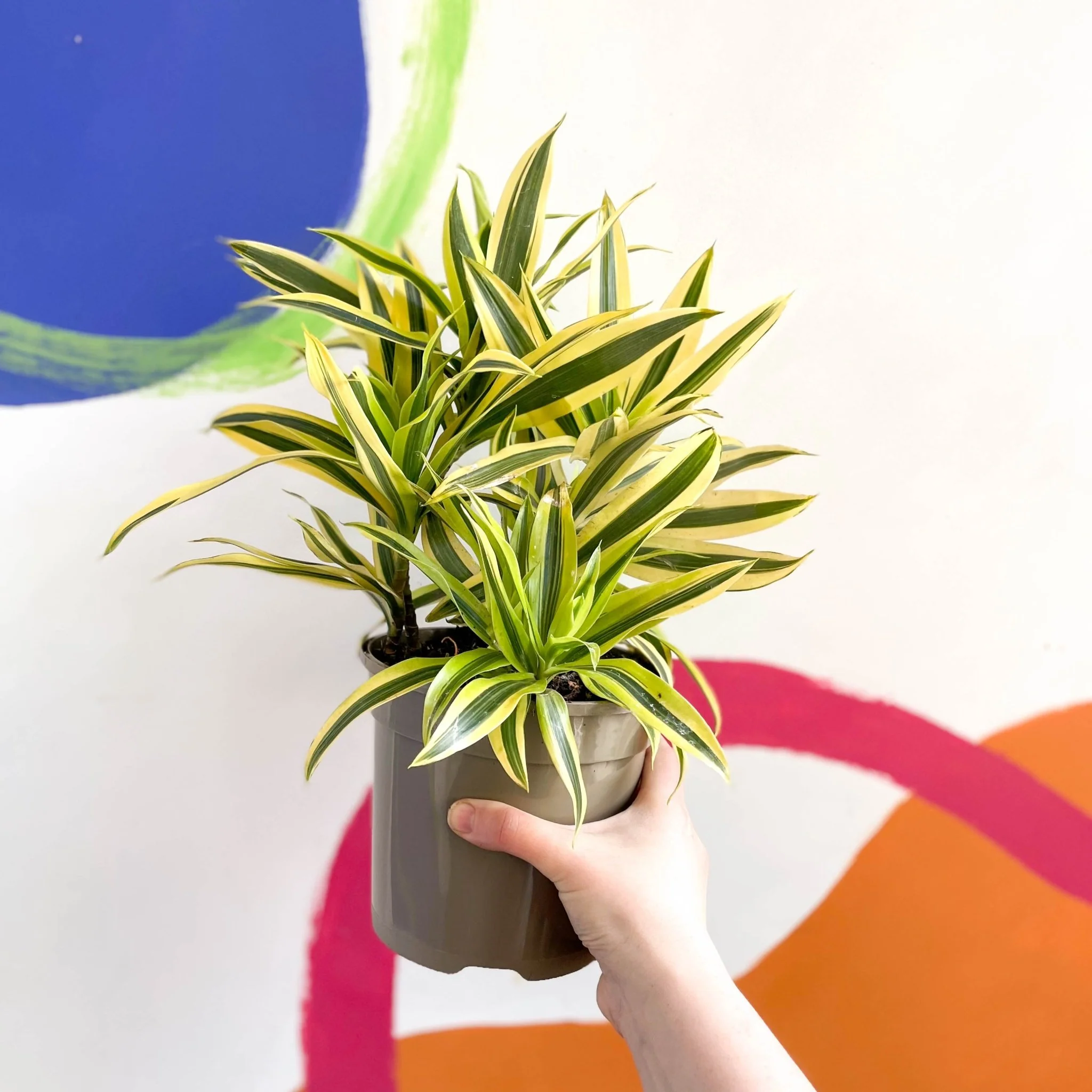 Song of India - Dracaena reflexa 'Painted Beauty' - British Grown - Image 5