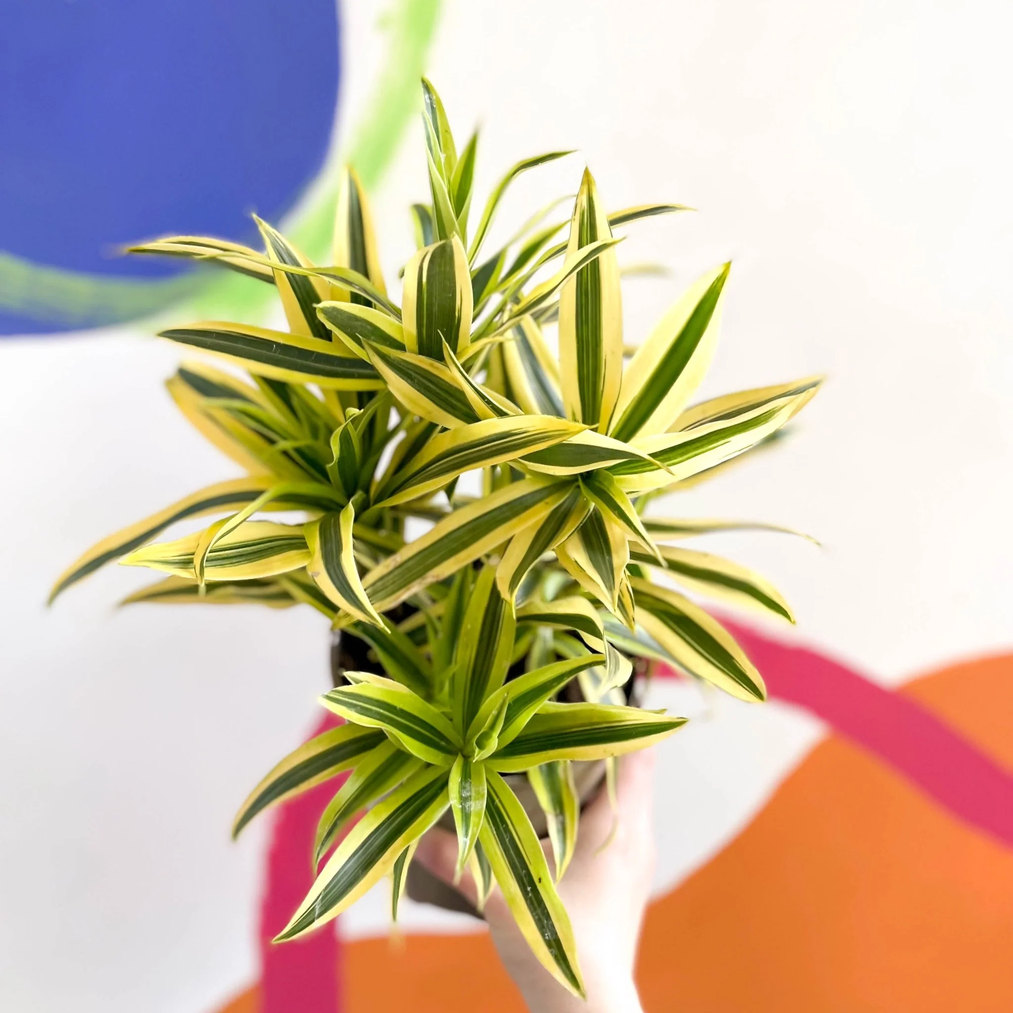 Song of India - Dracaena reflexa 'Painted Beauty' - British Grown - Image 6