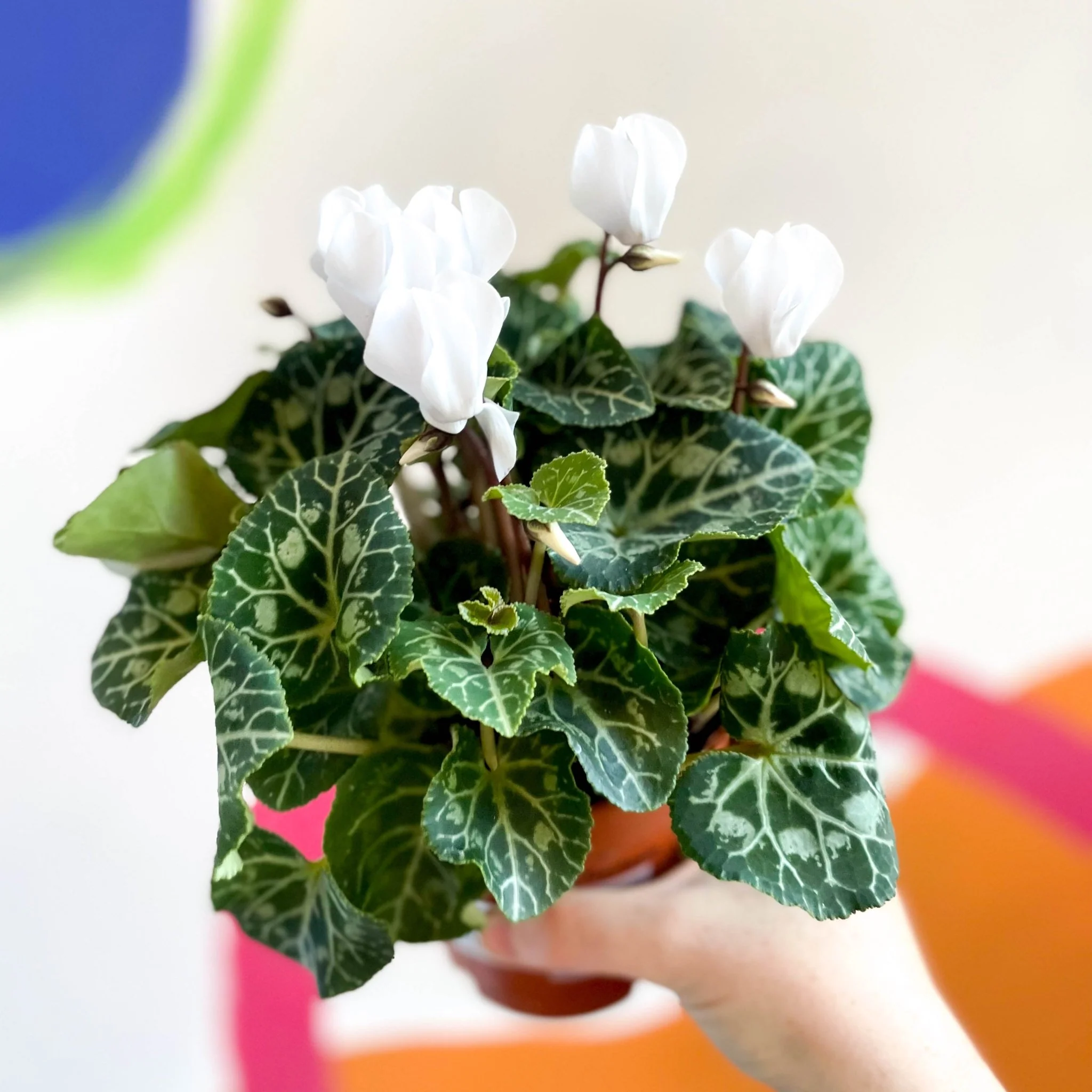 Sowbread - Cyclamen 'White Tianis'
