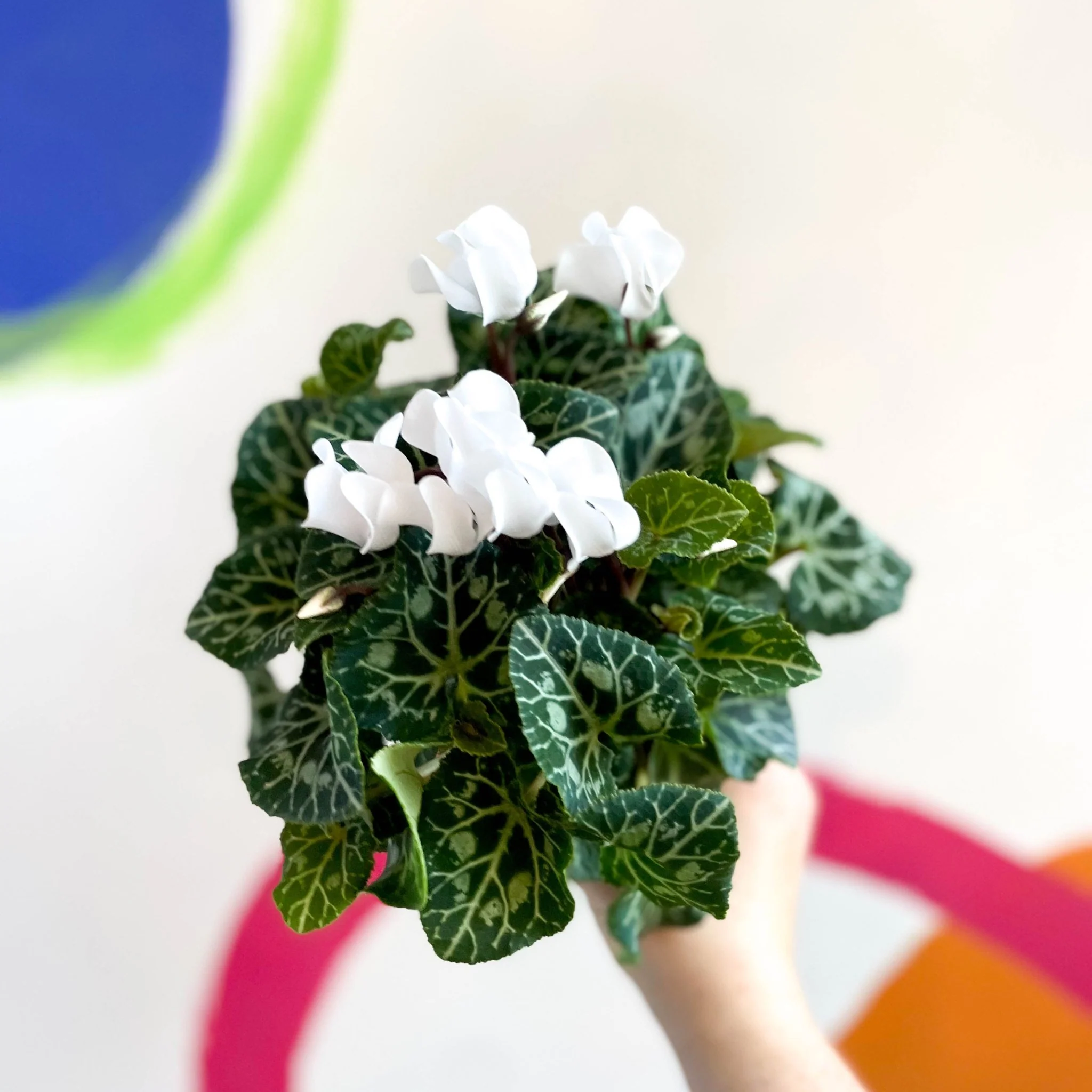 Sowbread - Cyclamen 'White Tianis' - Image 2