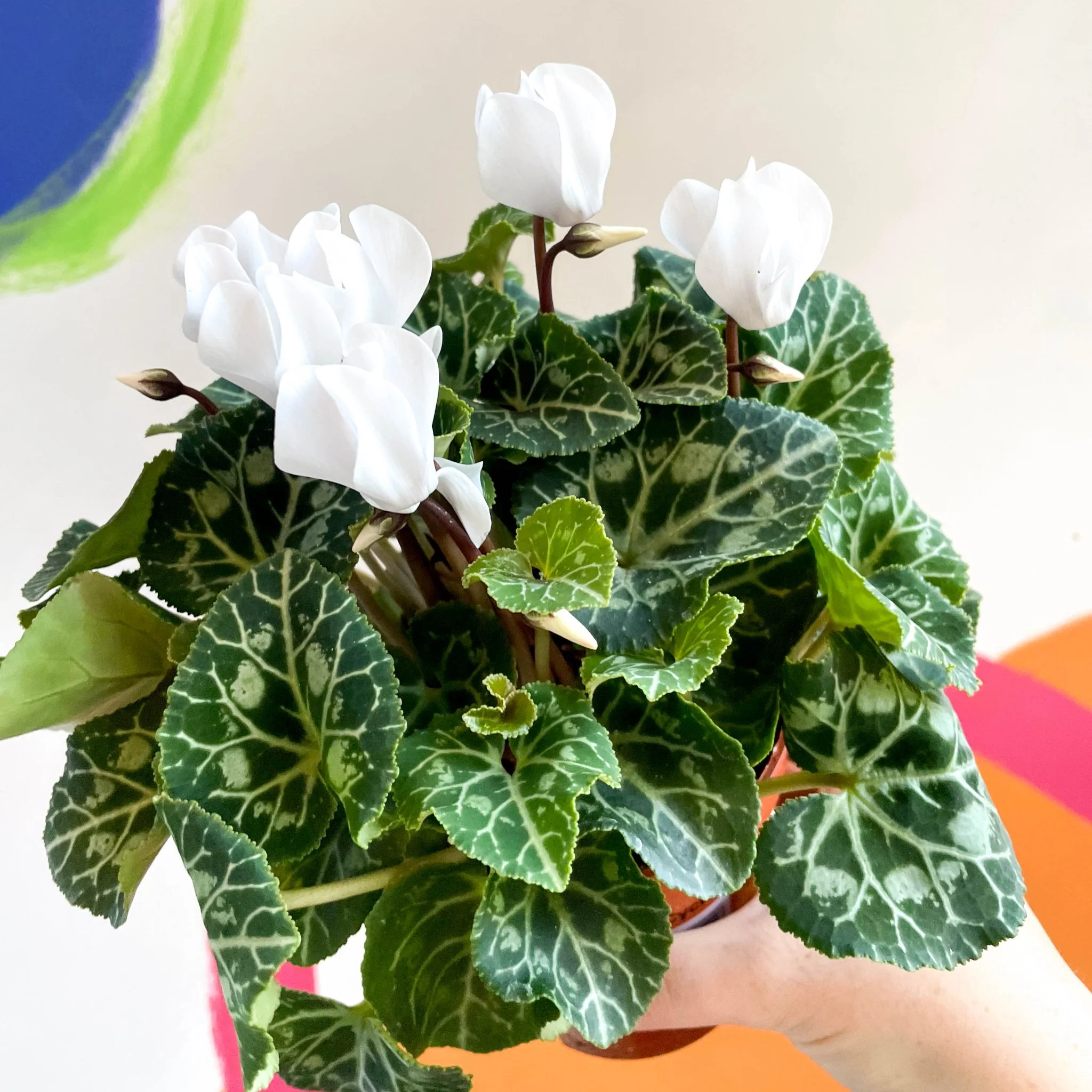 Sowbread - Cyclamen 'White Tianis' - Image 3