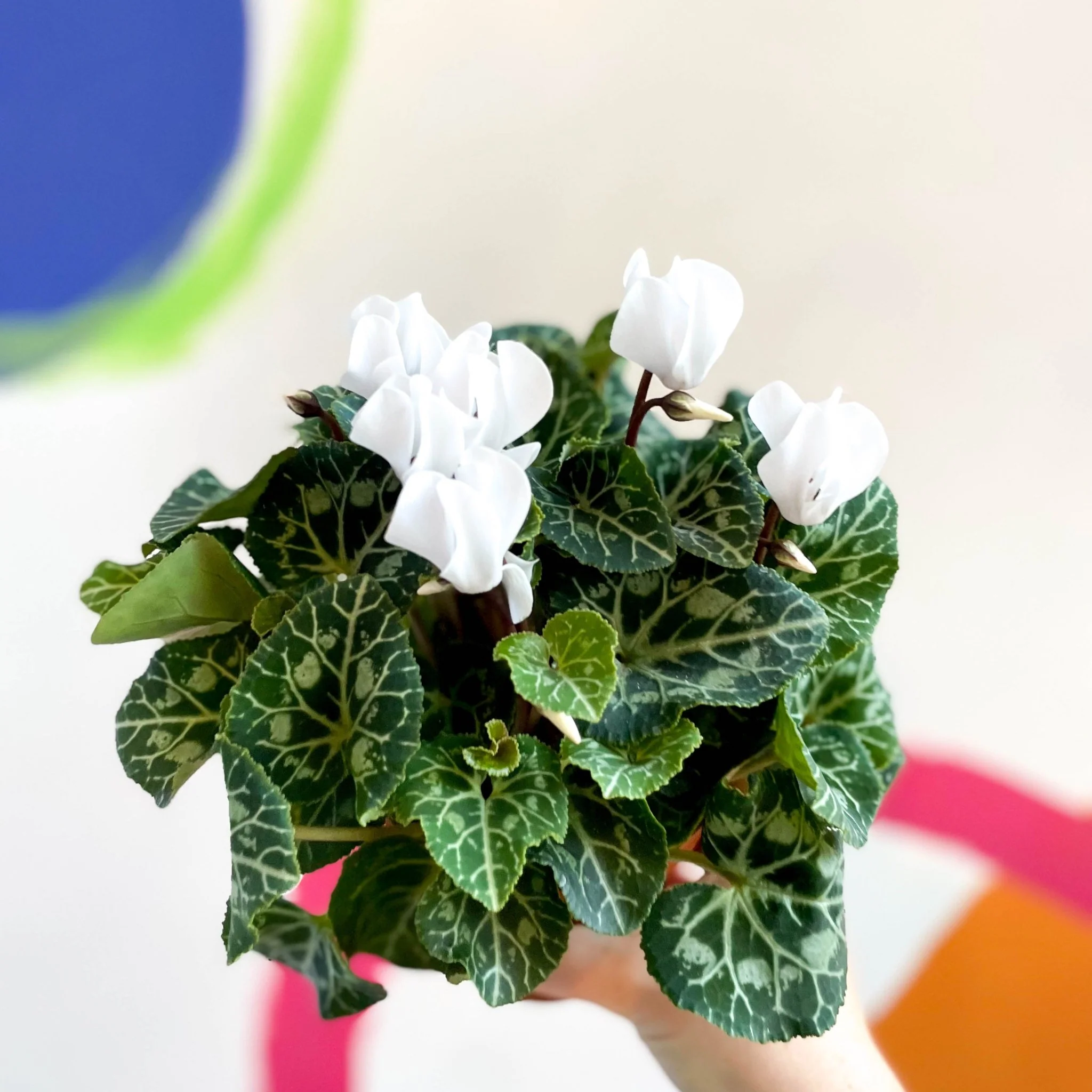 Sowbread - Cyclamen 'White Tianis' - Image 4