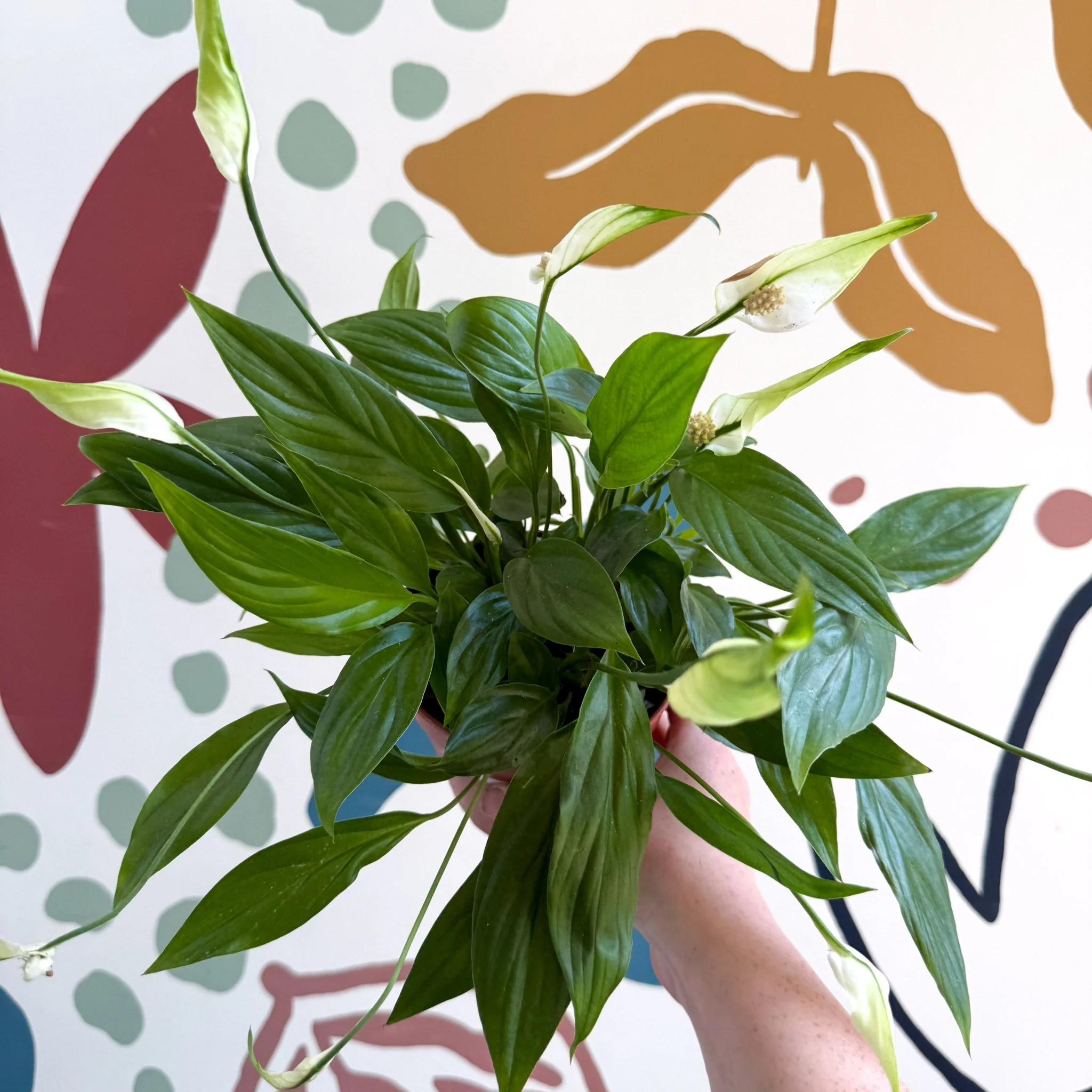Spathiphyllum 'Korto' - Peace Lily