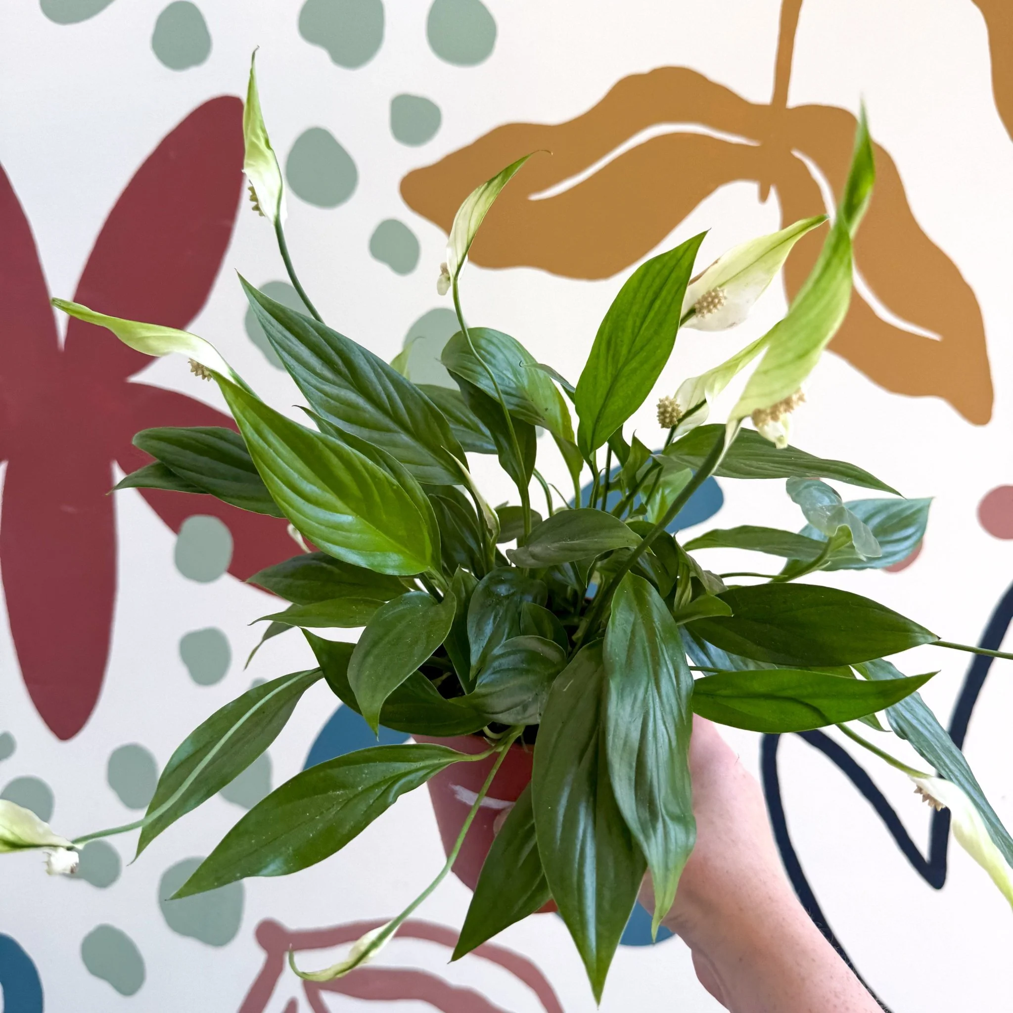 Spathiphyllum 'Korto' - Peace Lily - Image 2