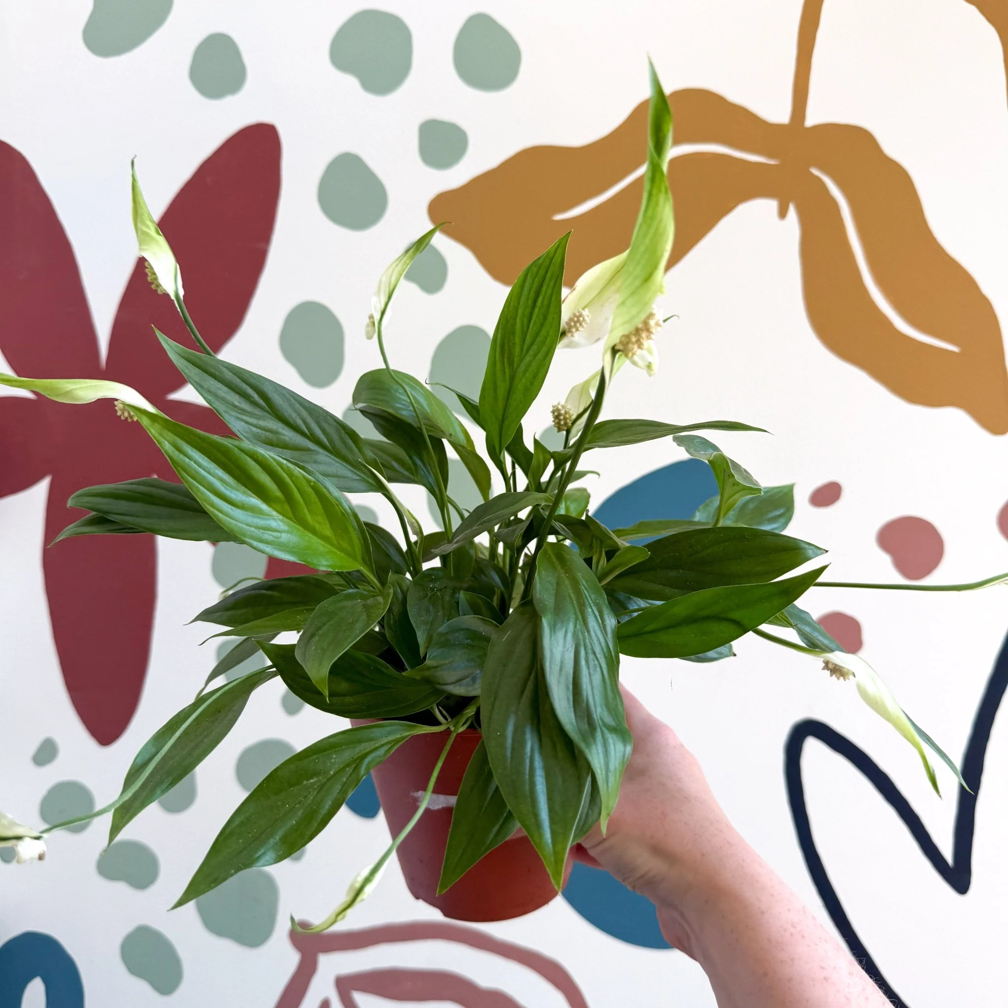 Spathiphyllum 'Korto' - Peace Lily - Image 3