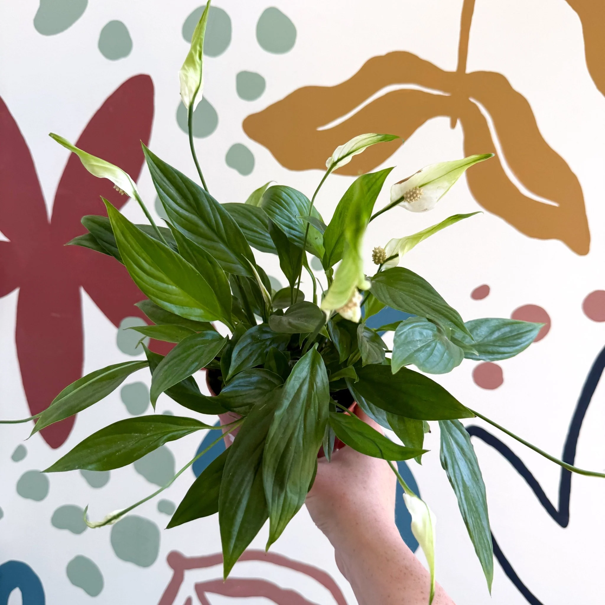 Spathiphyllum 'Korto' - Peace Lily - Image 4