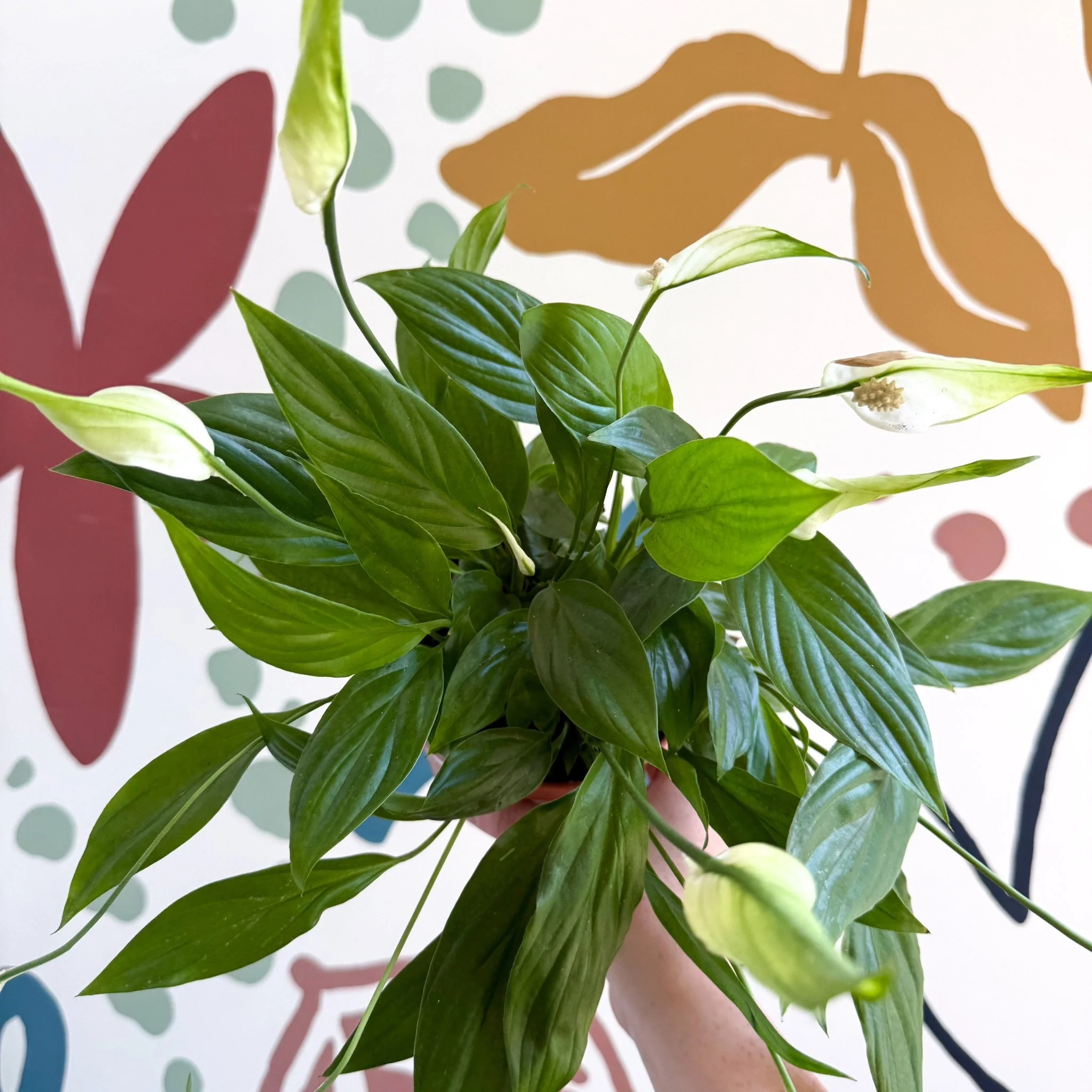 Spathiphyllum 'Korto' - Peace Lily - Image 5