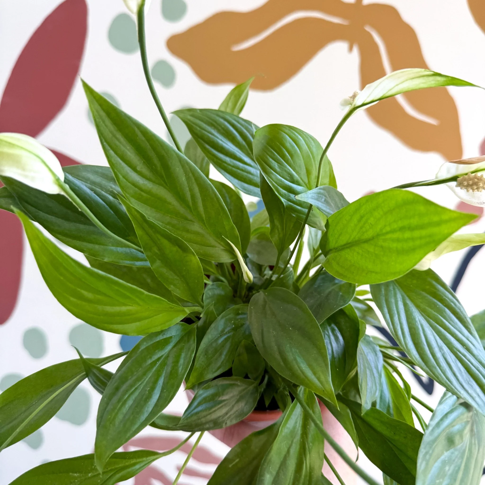 Spathiphyllum 'Korto' - Peace Lily - Image 6