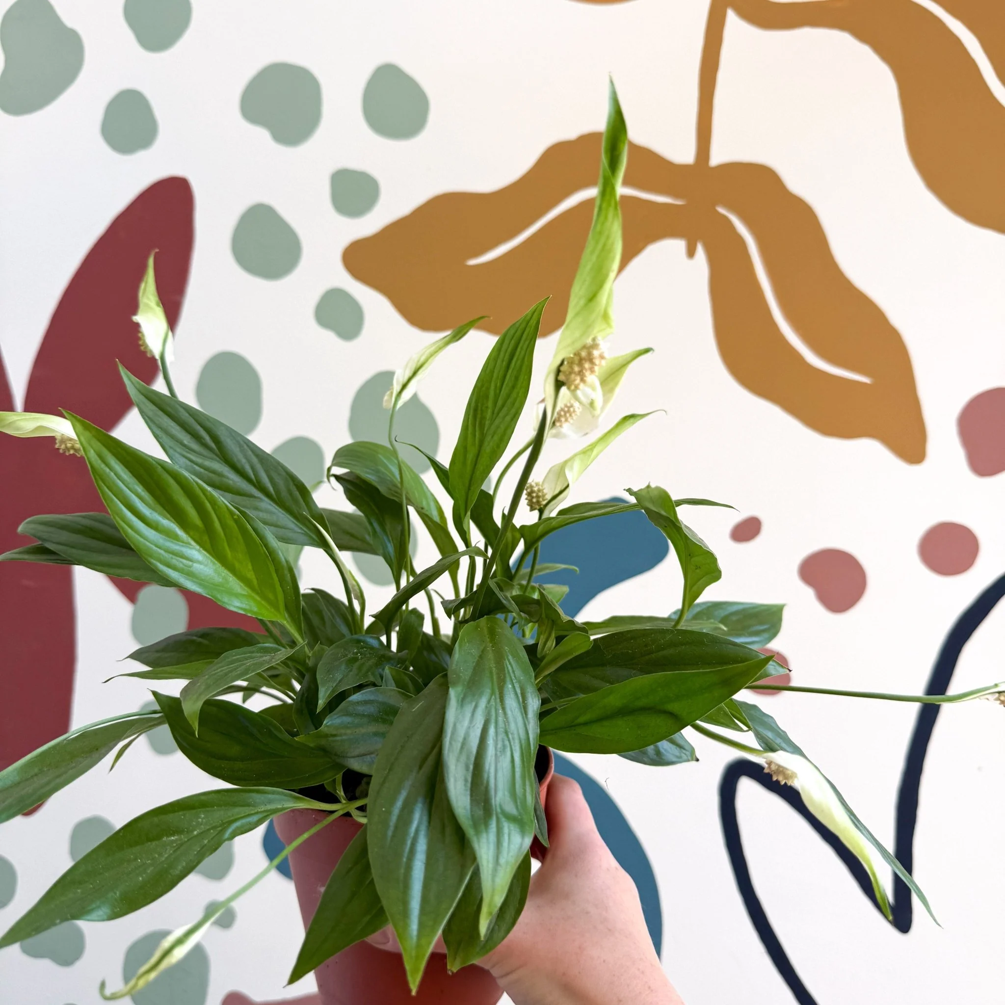 Spathiphyllum 'Korto' - Peace Lily - Image 7