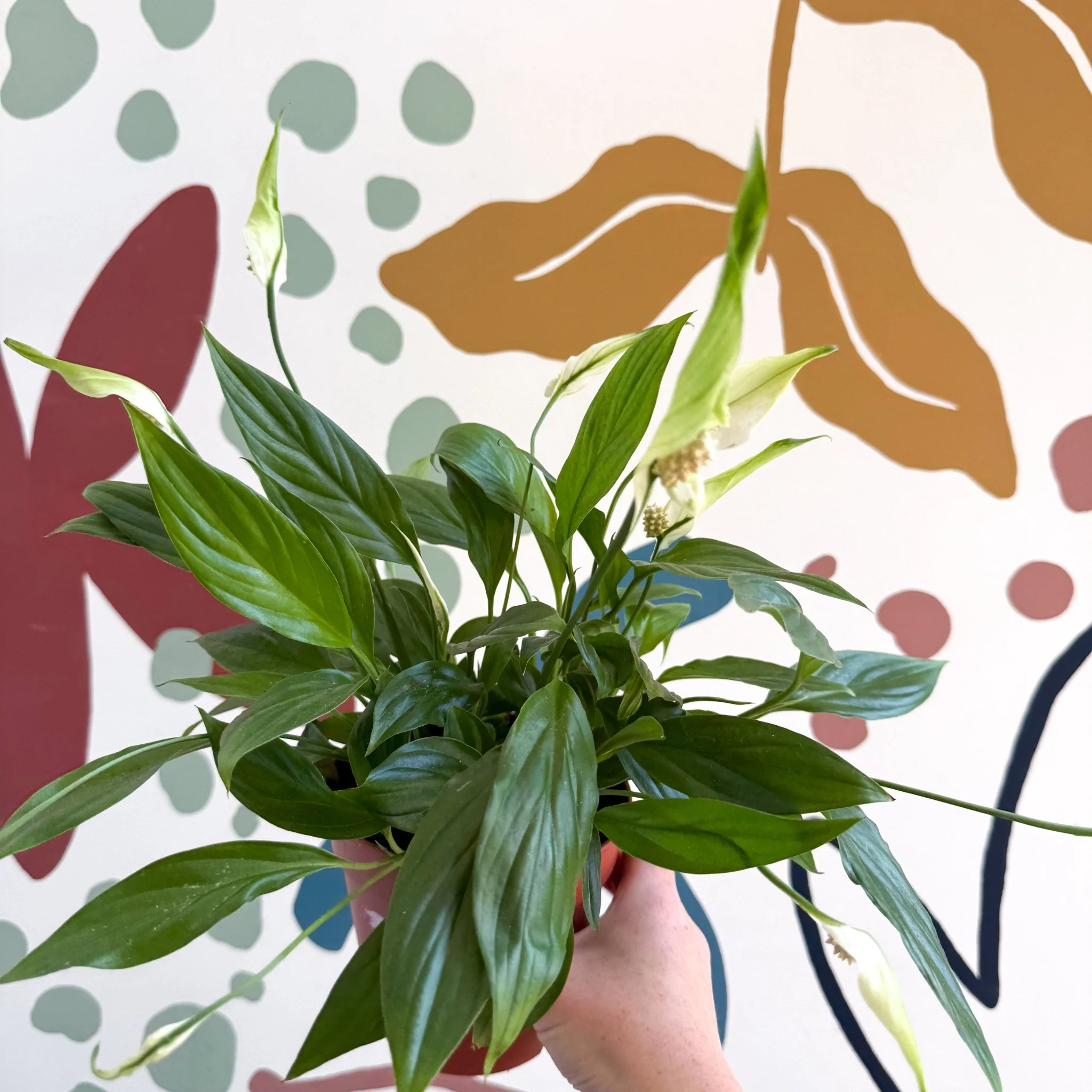 Spathiphyllum 'Korto' - Peace Lily - Image 8