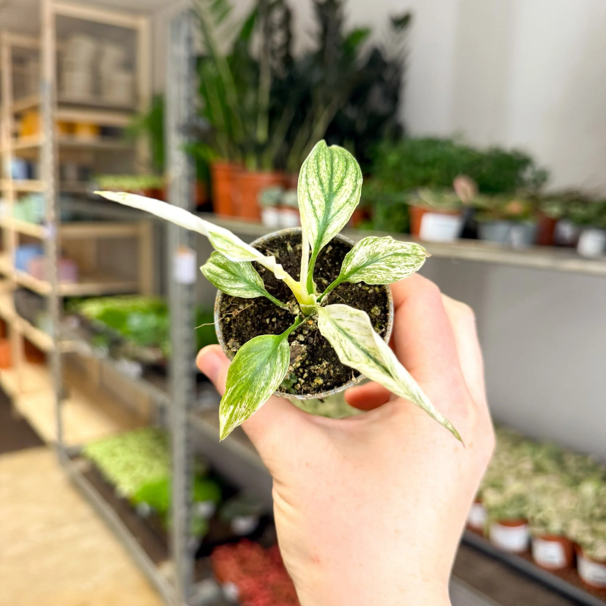 Spathiphyllum ‘Sensation Variegated’ – Variegated Peace Lily