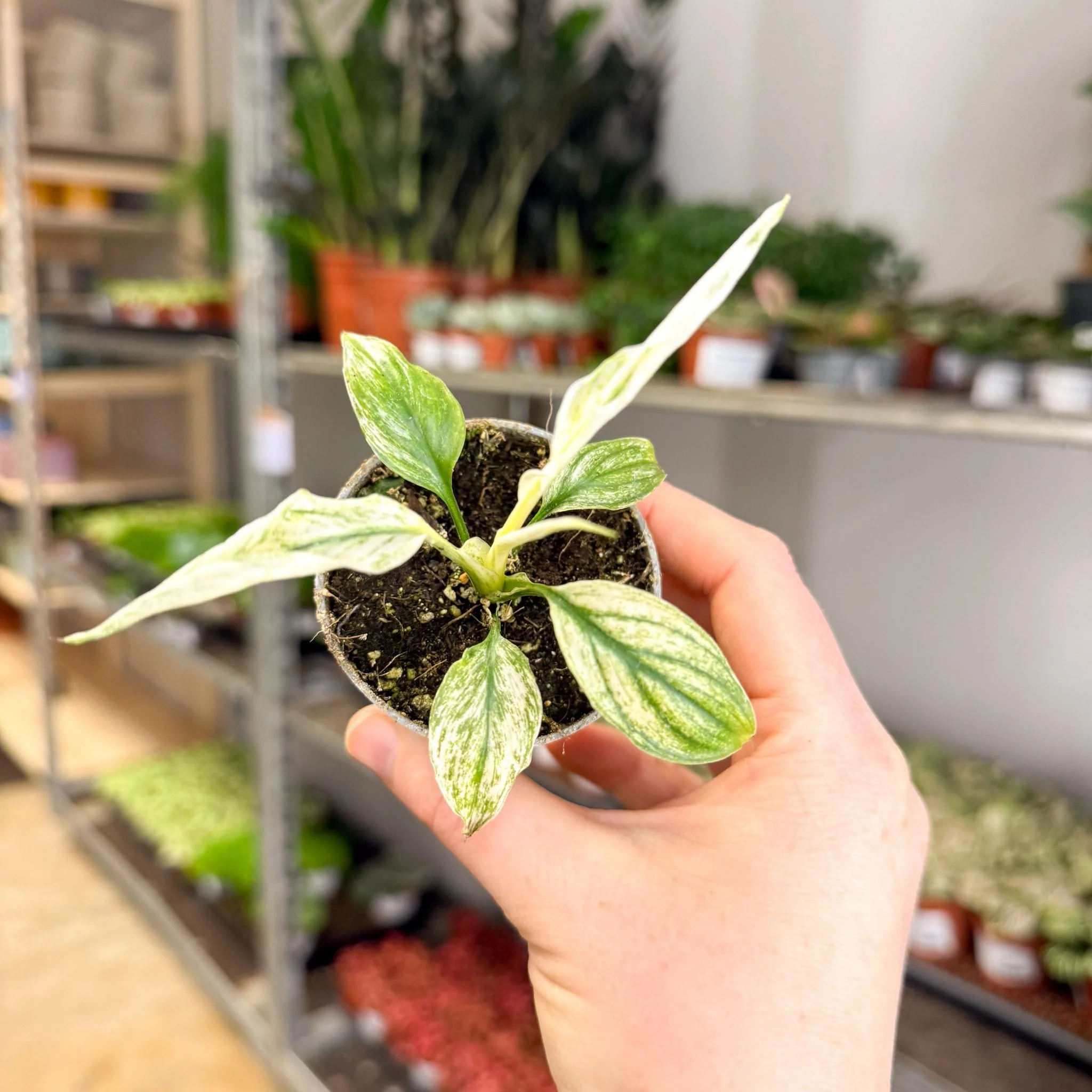Spathiphyllum ‘Sensation Variegated’ – Variegated Peace Lily - Image 2