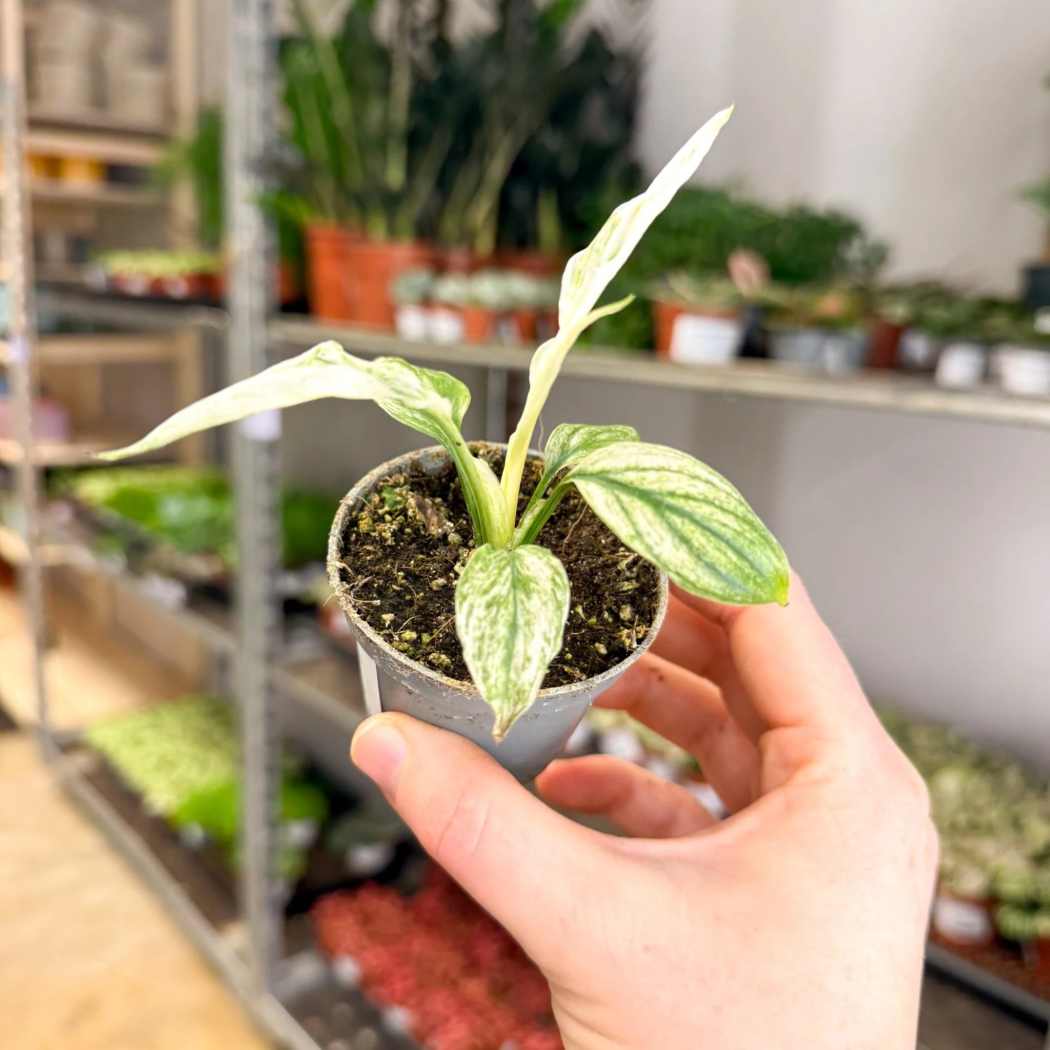 Spathiphyllum ‘Sensation Variegated’ – Variegated Peace Lily - Image 3