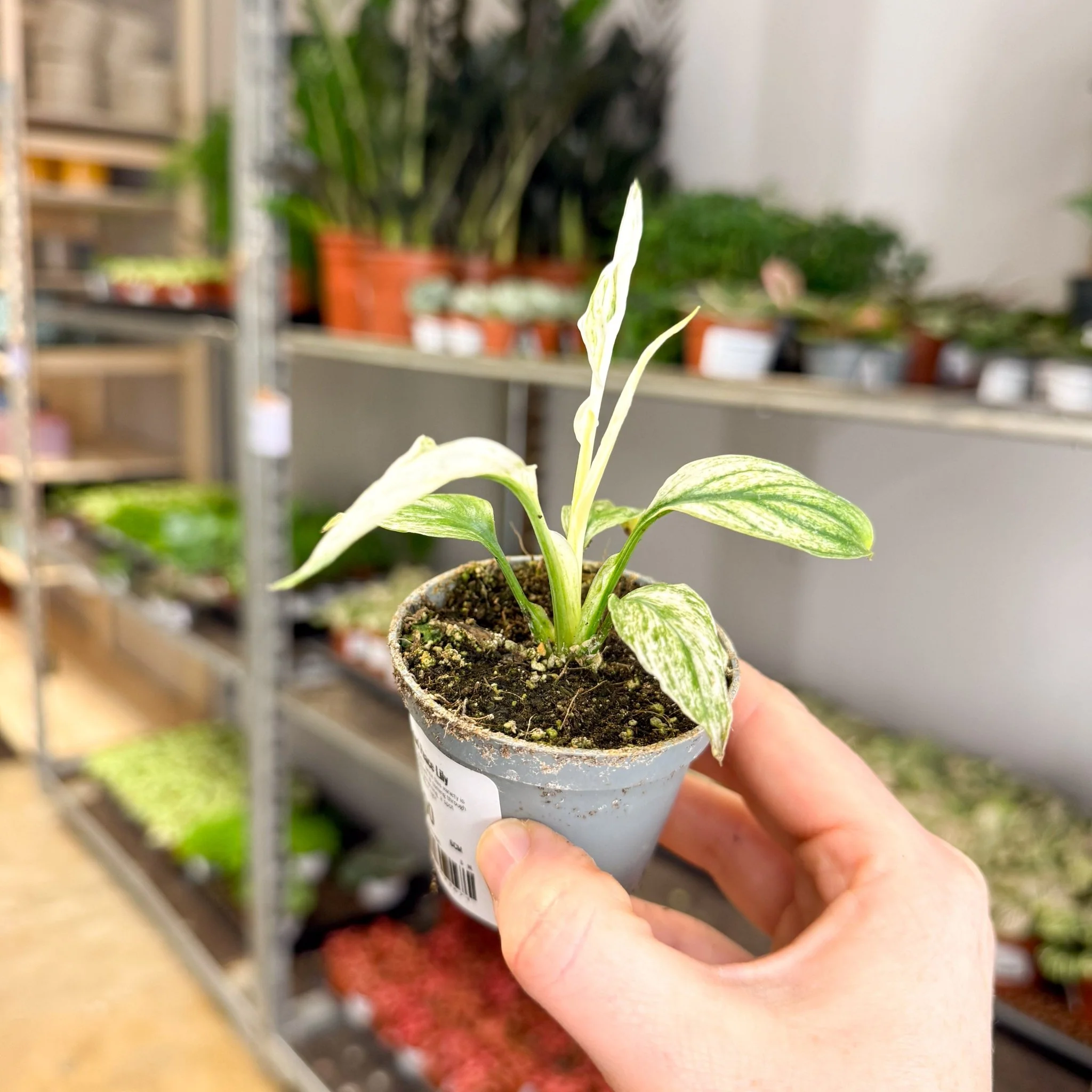 Spathiphyllum ‘Sensation Variegated’ – Variegated Peace Lily - Image 4