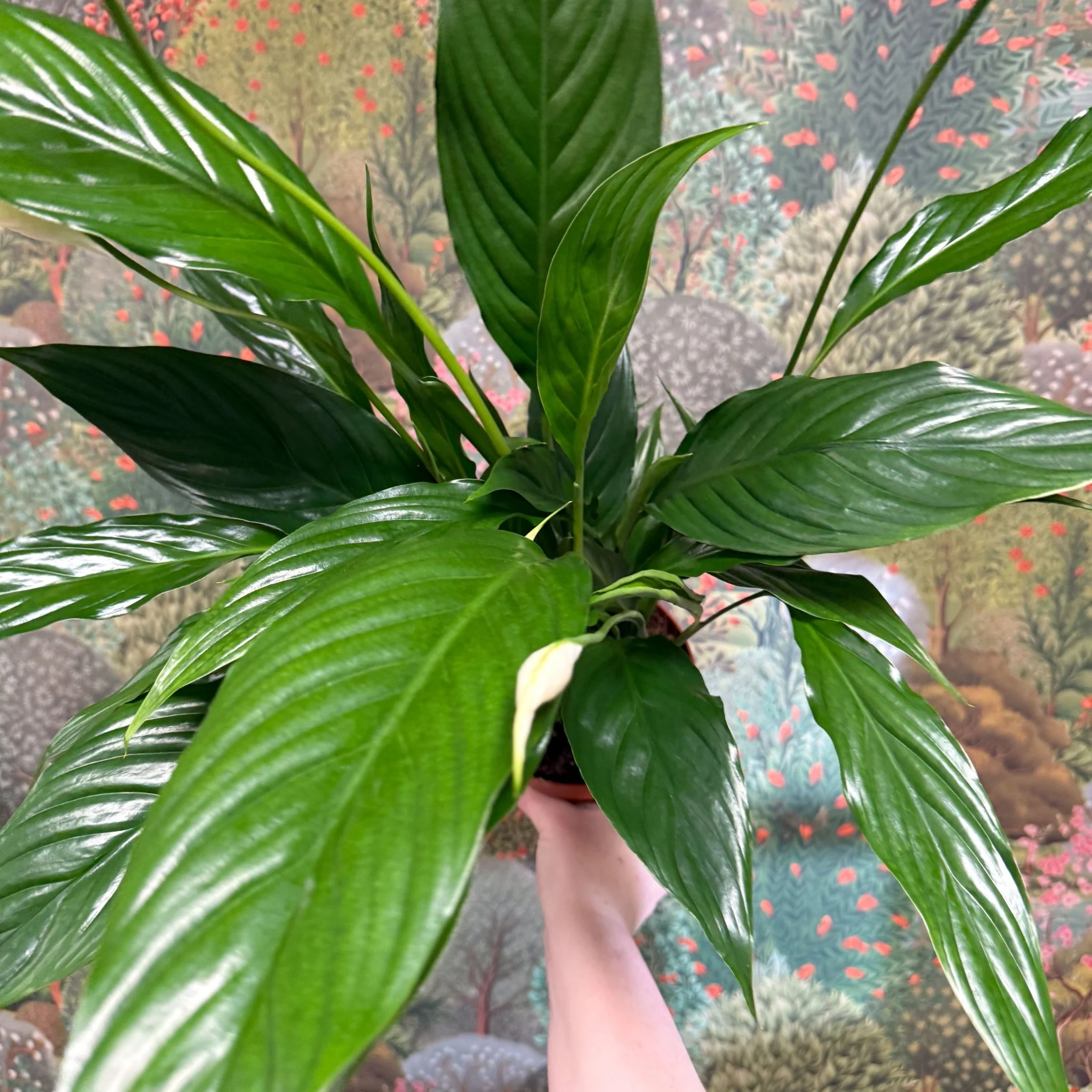 Spathiphyllum 'Sweet Benito' - Peace Lily - Image 5