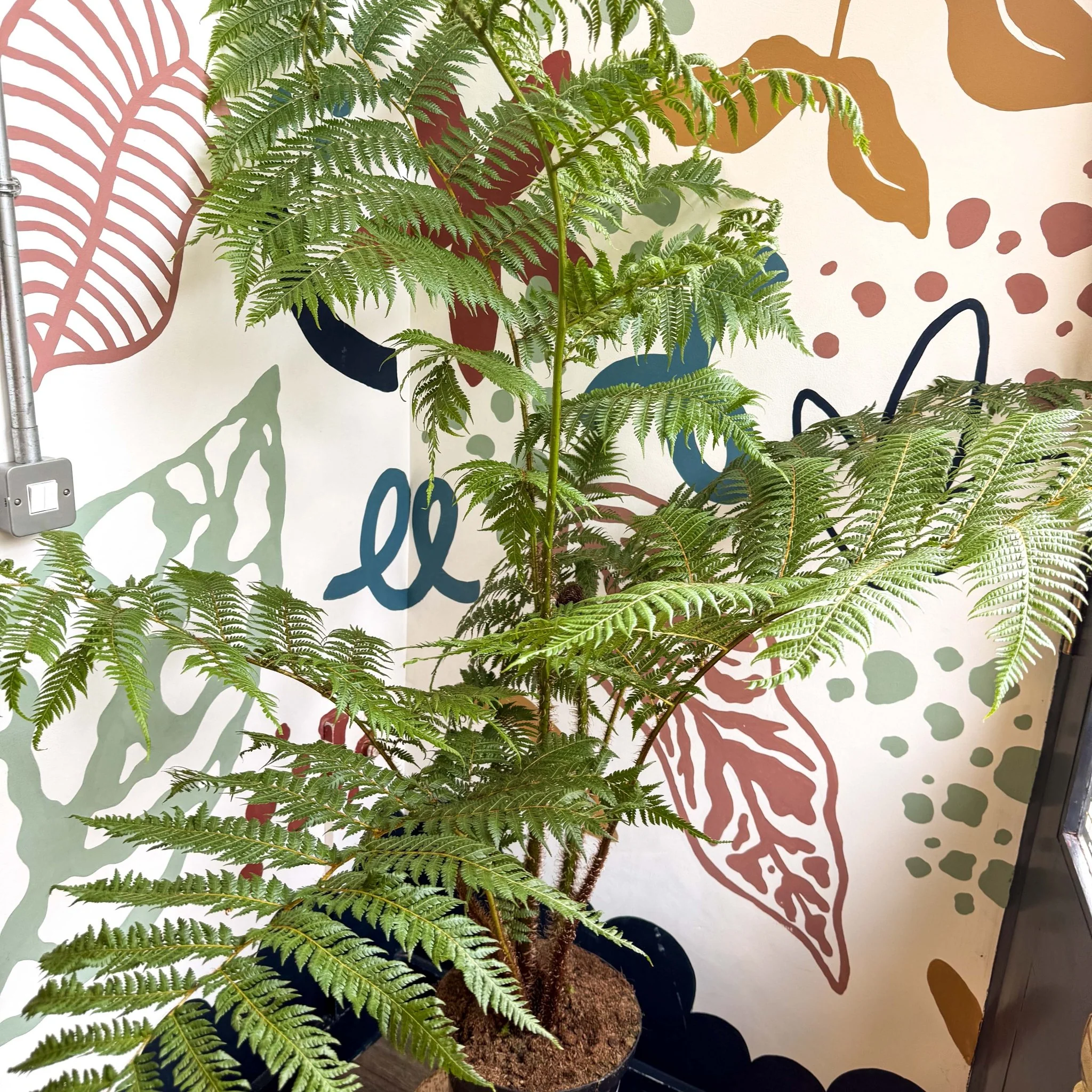 Sphaeropteris cooperi - Lacy Tree Fern