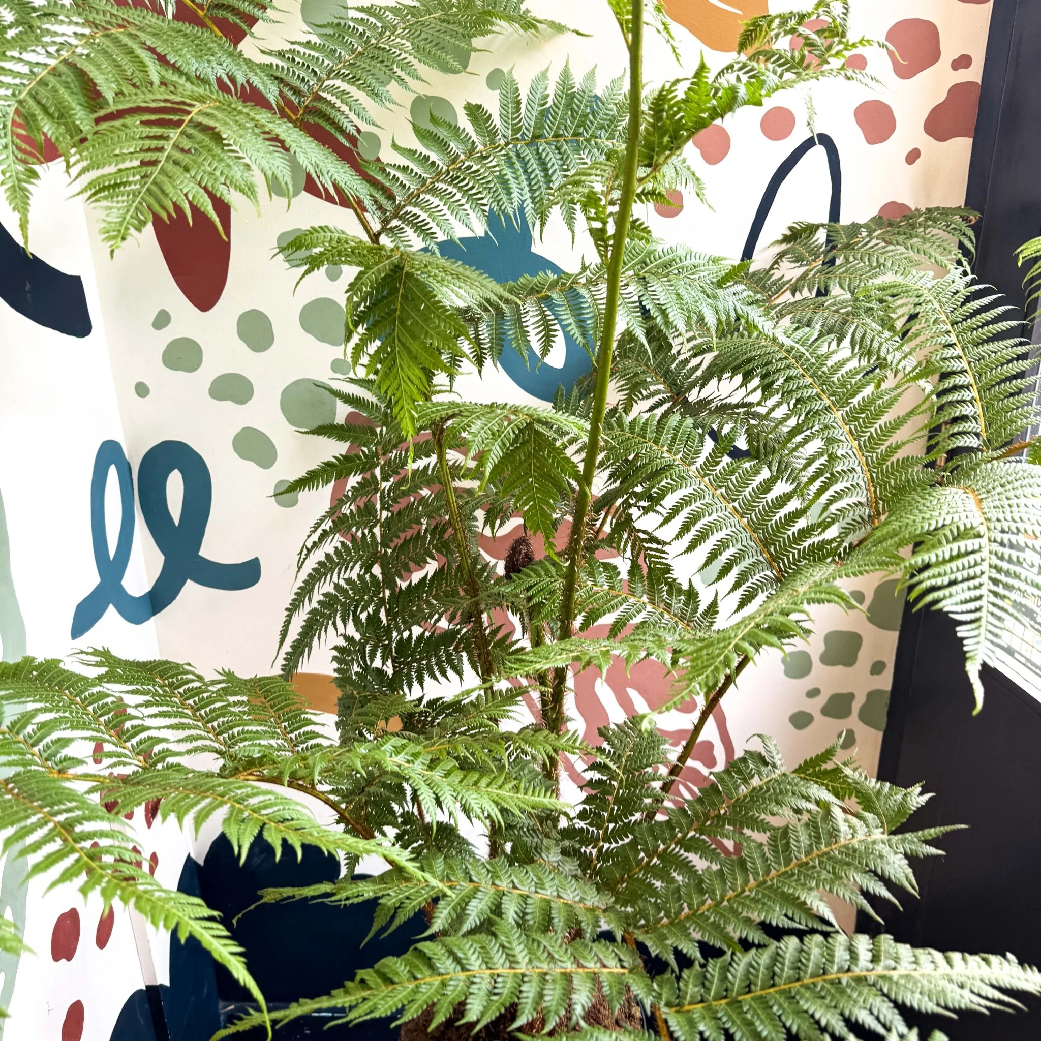 Sphaeropteris cooperi - Lacy Tree Fern - Image 10