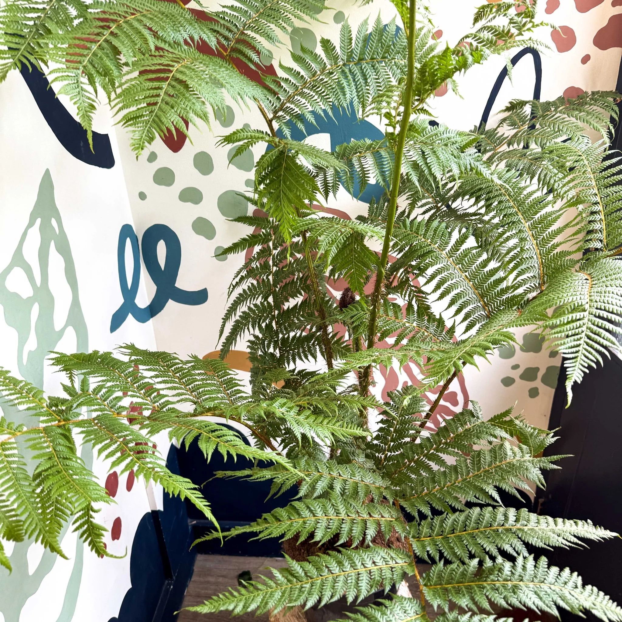 Sphaeropteris cooperi - Lacy Tree Fern - Image 11