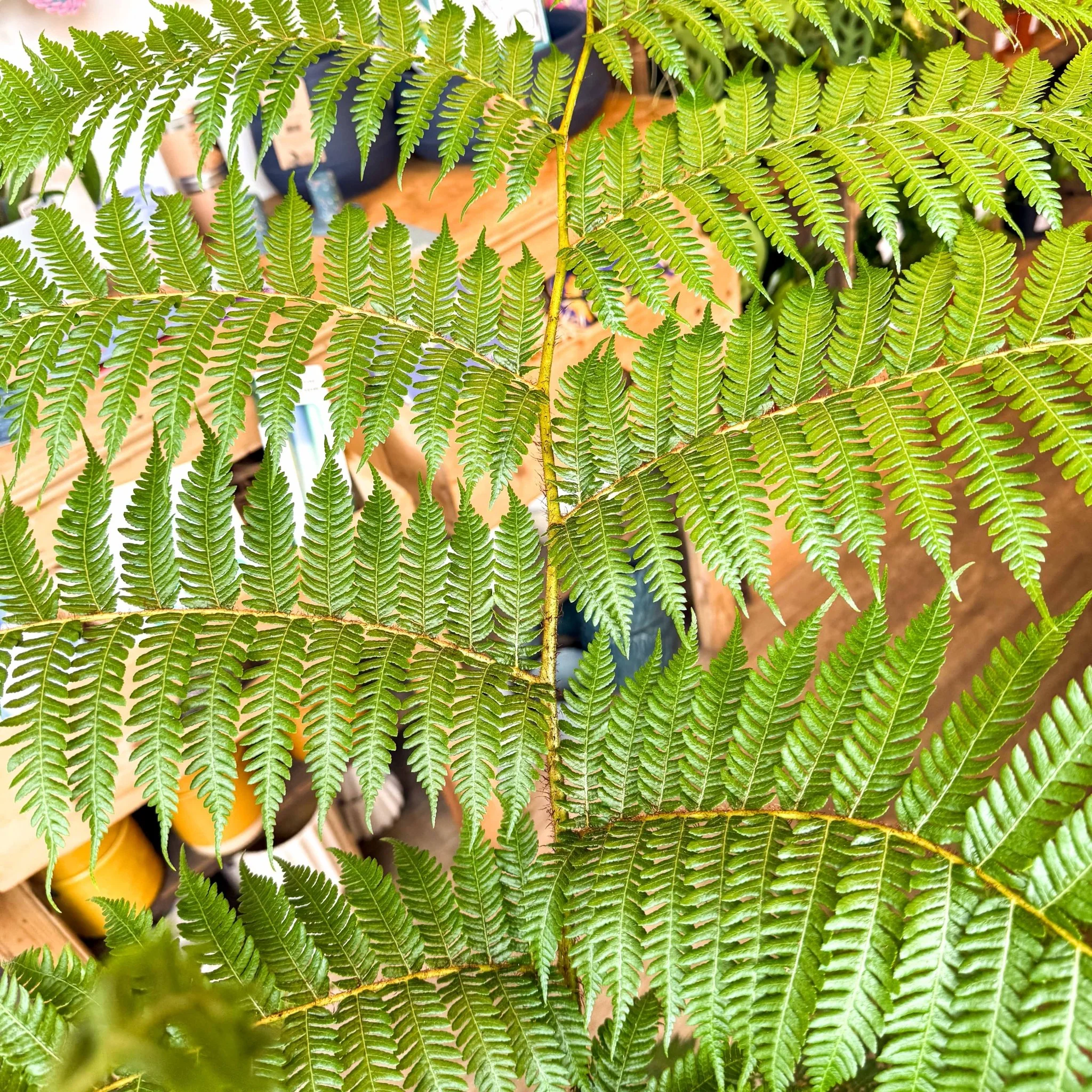 Sphaeropteris cooperi - Lacy Tree Fern - Image 12
