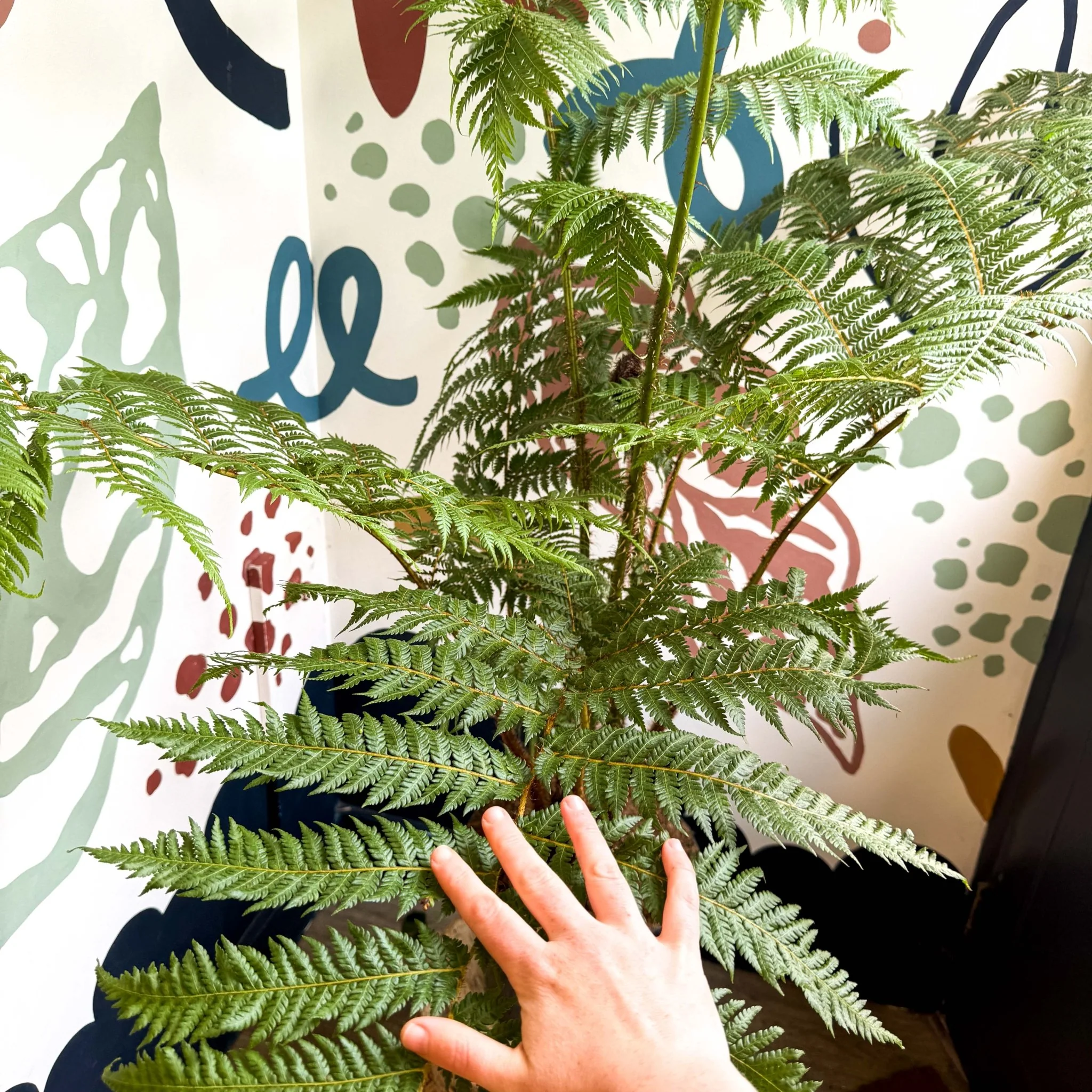 Sphaeropteris cooperi - Lacy Tree Fern - Image 13