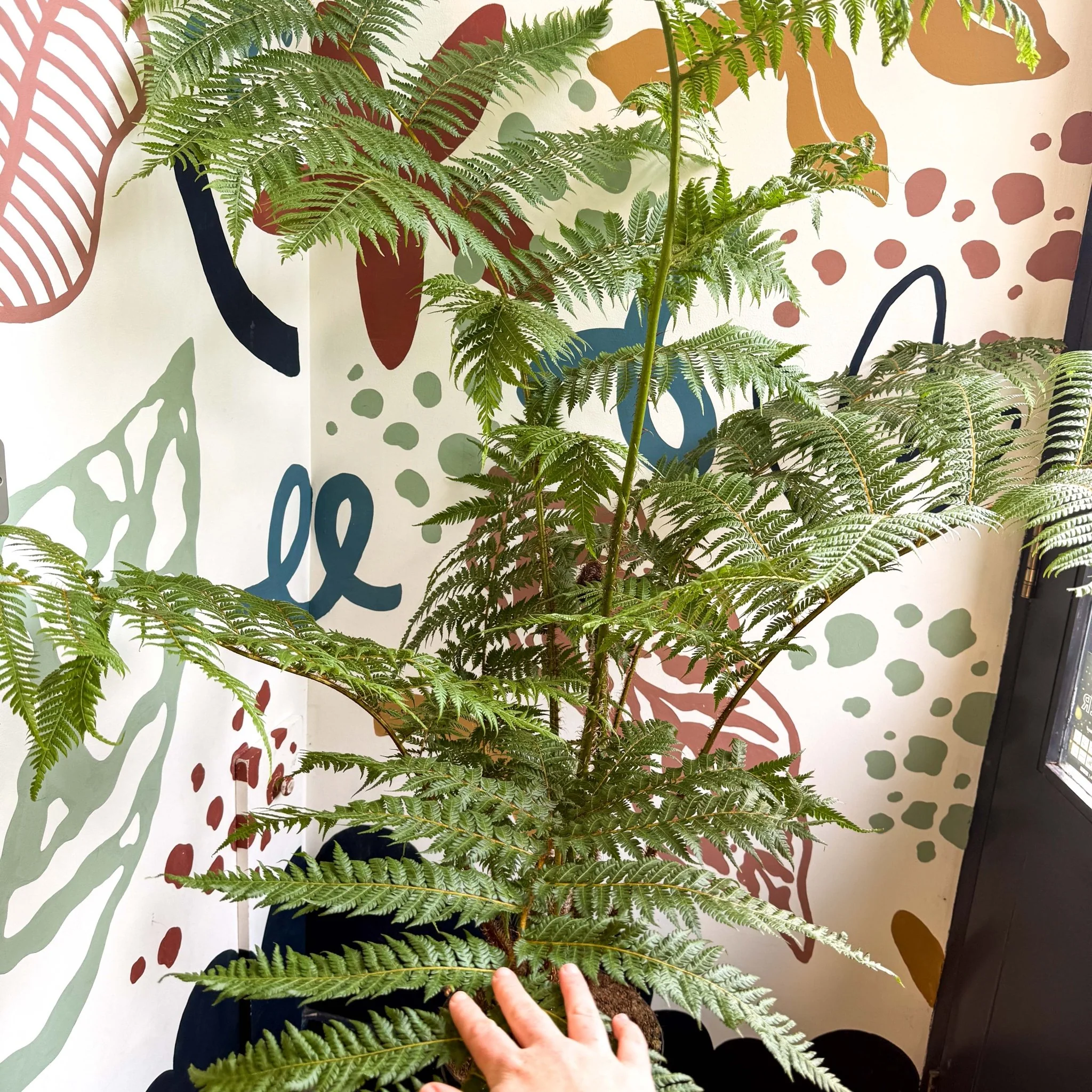 Sphaeropteris cooperi - Lacy Tree Fern - Image 14