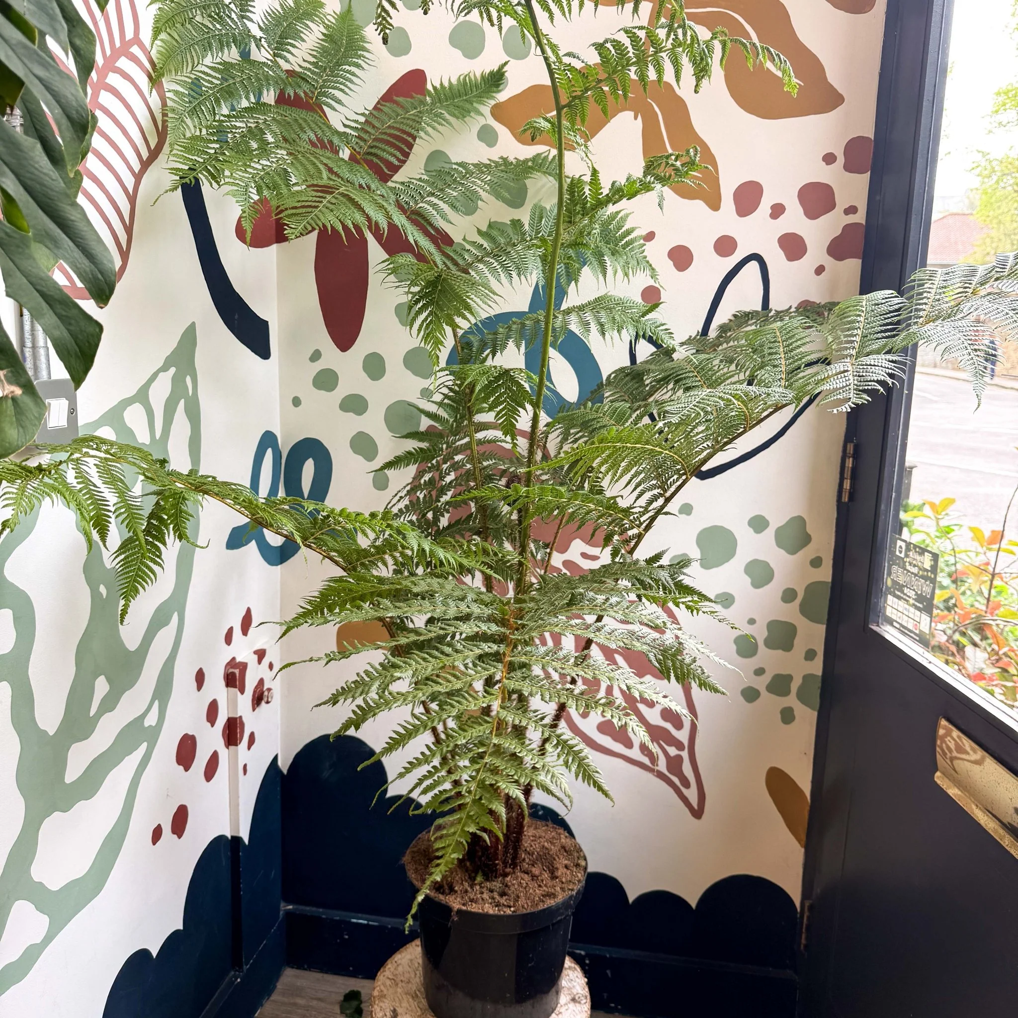 Sphaeropteris cooperi - Lacy Tree Fern - Image 15