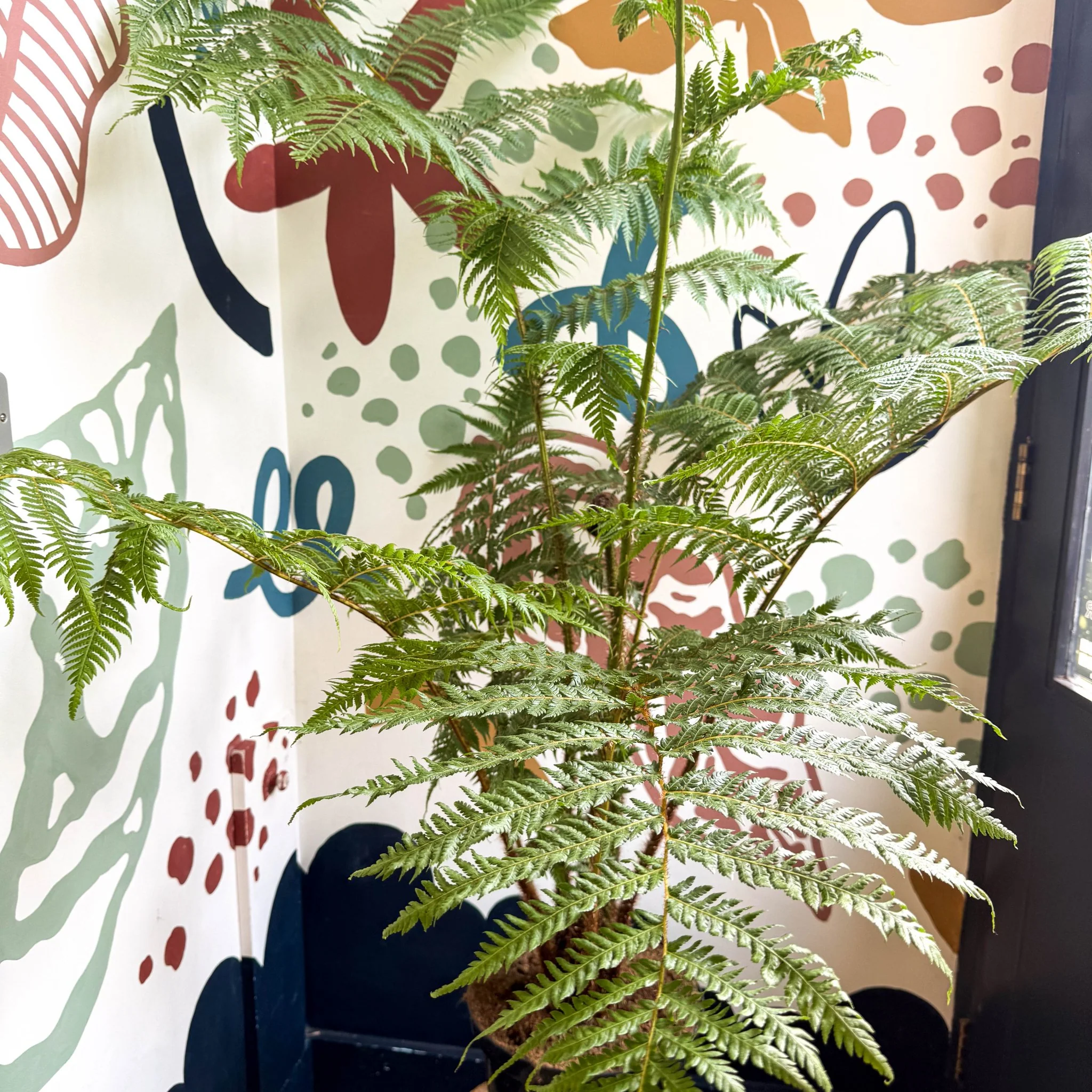 Sphaeropteris cooperi - Lacy Tree Fern - Image 16