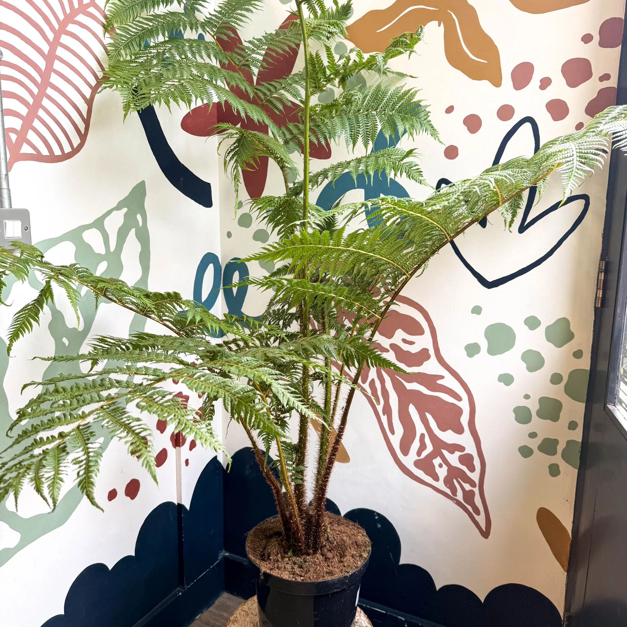 Sphaeropteris cooperi - Lacy Tree Fern - Image 17