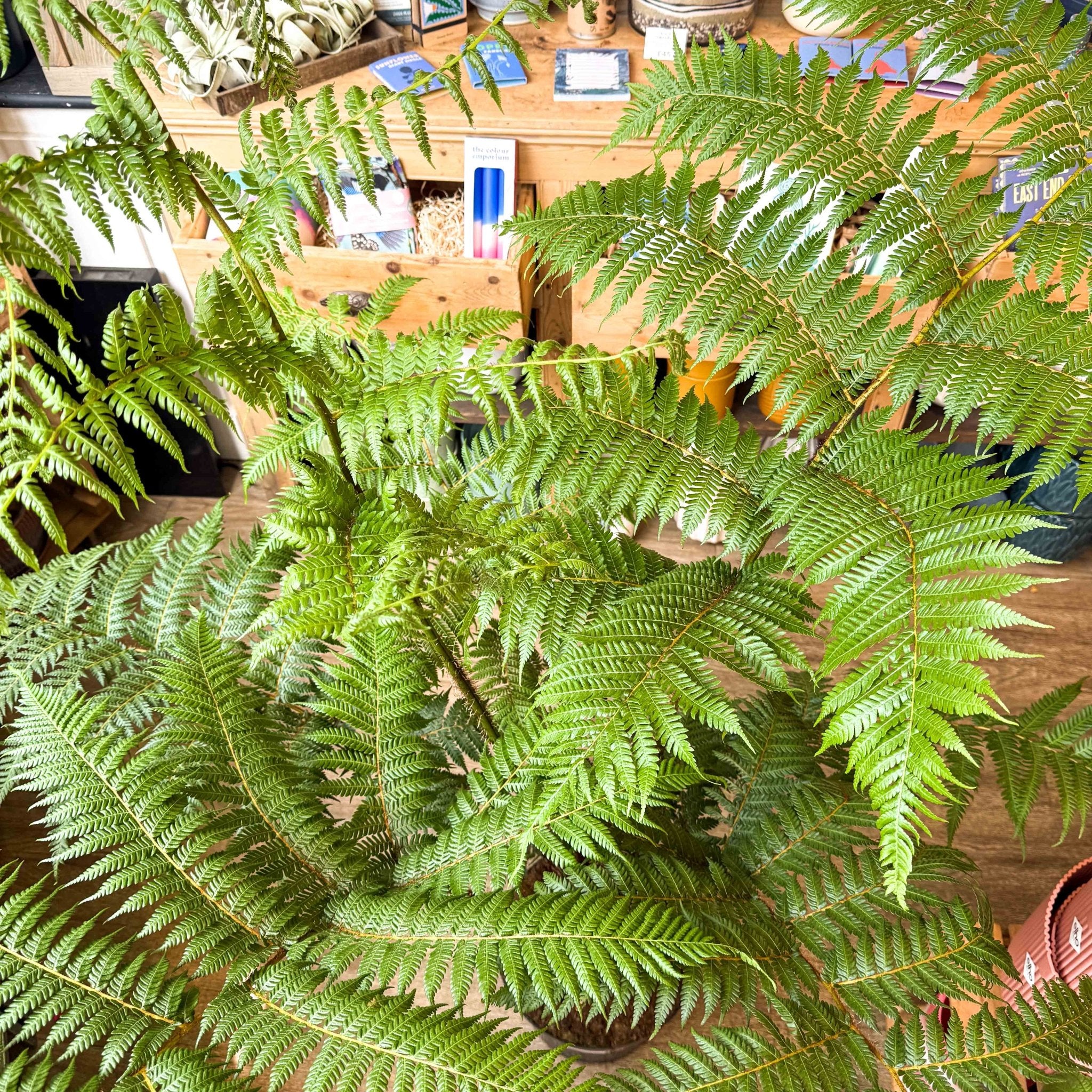 Sphaeropteris cooperi - Lacy Tree Fern - Image 18
