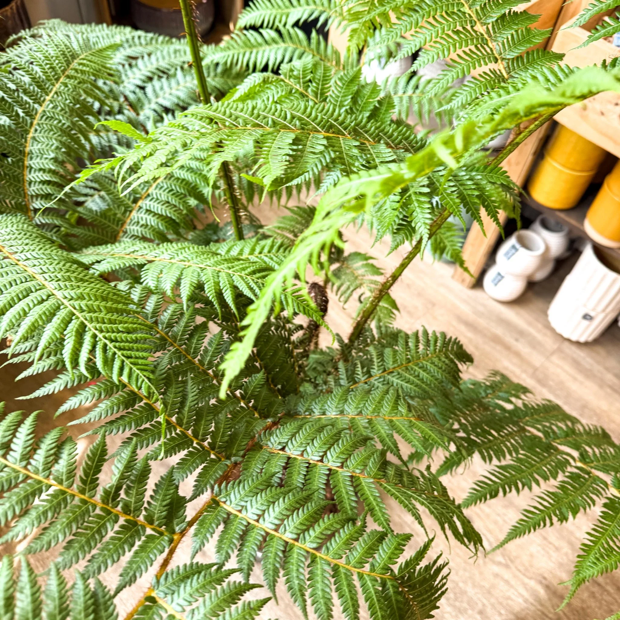 Sphaeropteris cooperi - Lacy Tree Fern - Image 19