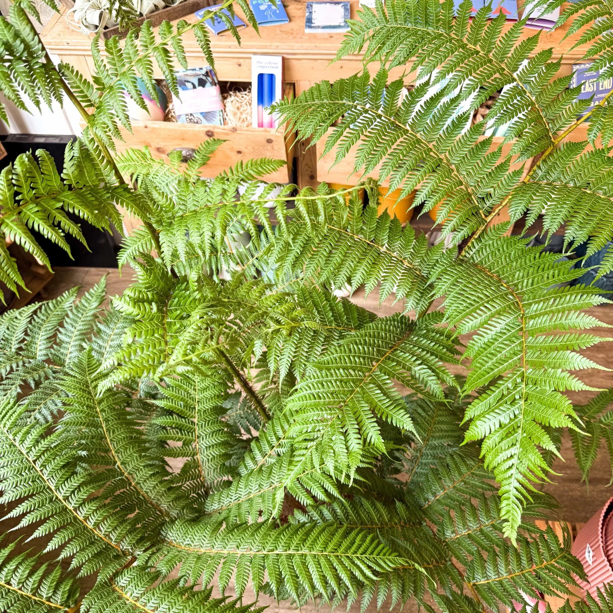 Sphaeropteris cooperi - Lacy Tree Fern - Image 2