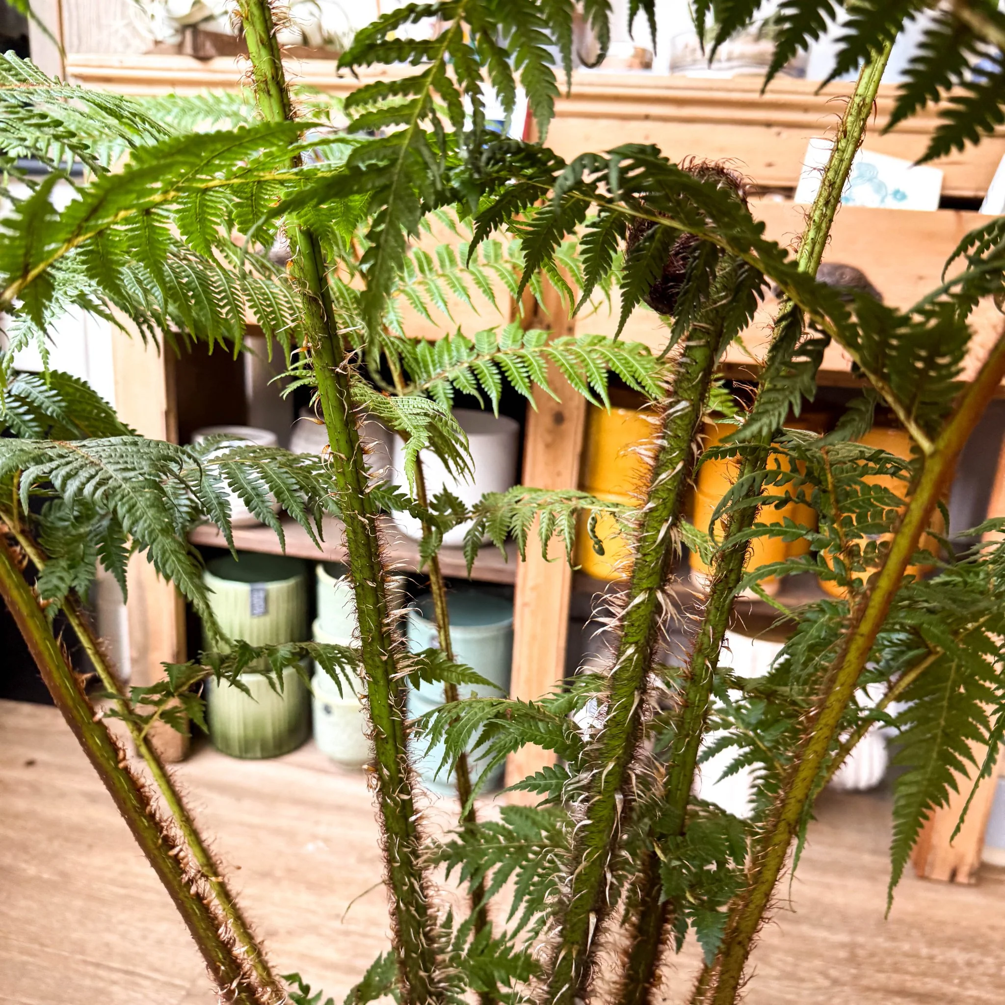 Sphaeropteris cooperi - Lacy Tree Fern - Image 20
