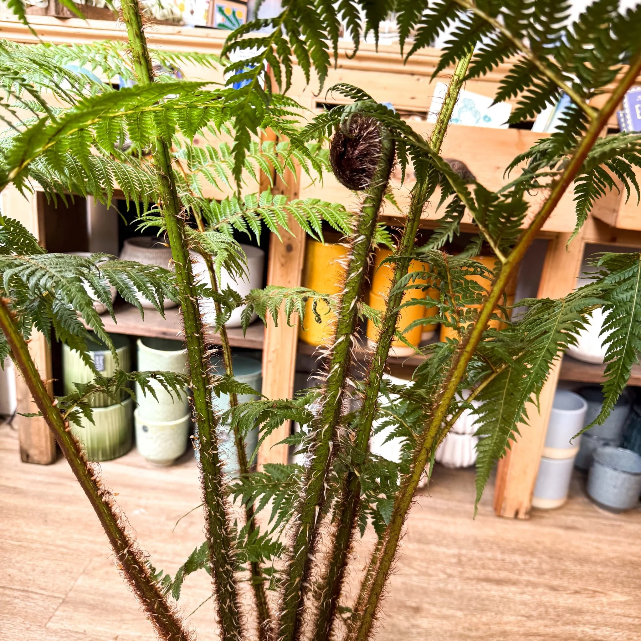 Sphaeropteris cooperi - Lacy Tree Fern - Image 21