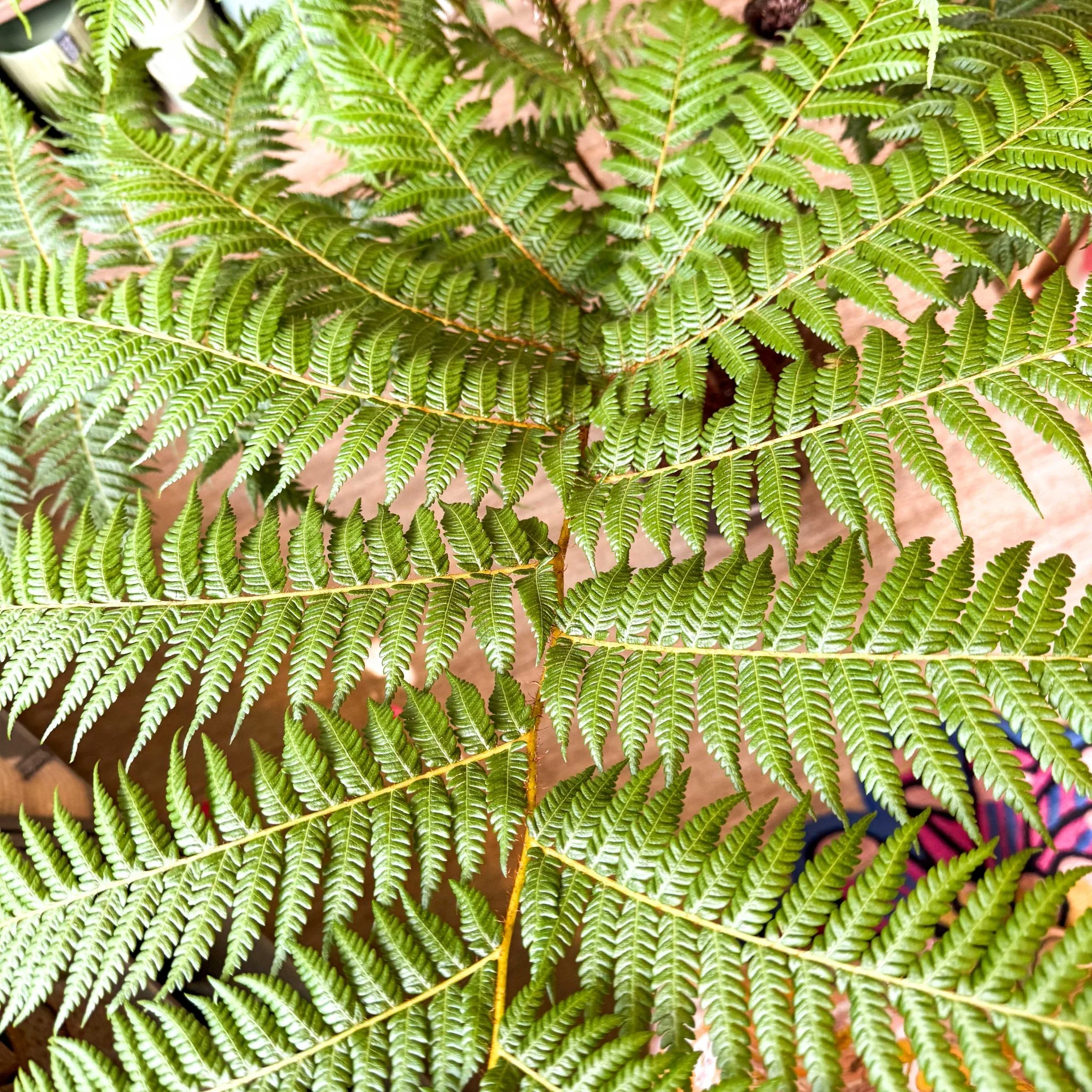 Sphaeropteris cooperi - Lacy Tree Fern - Image 22