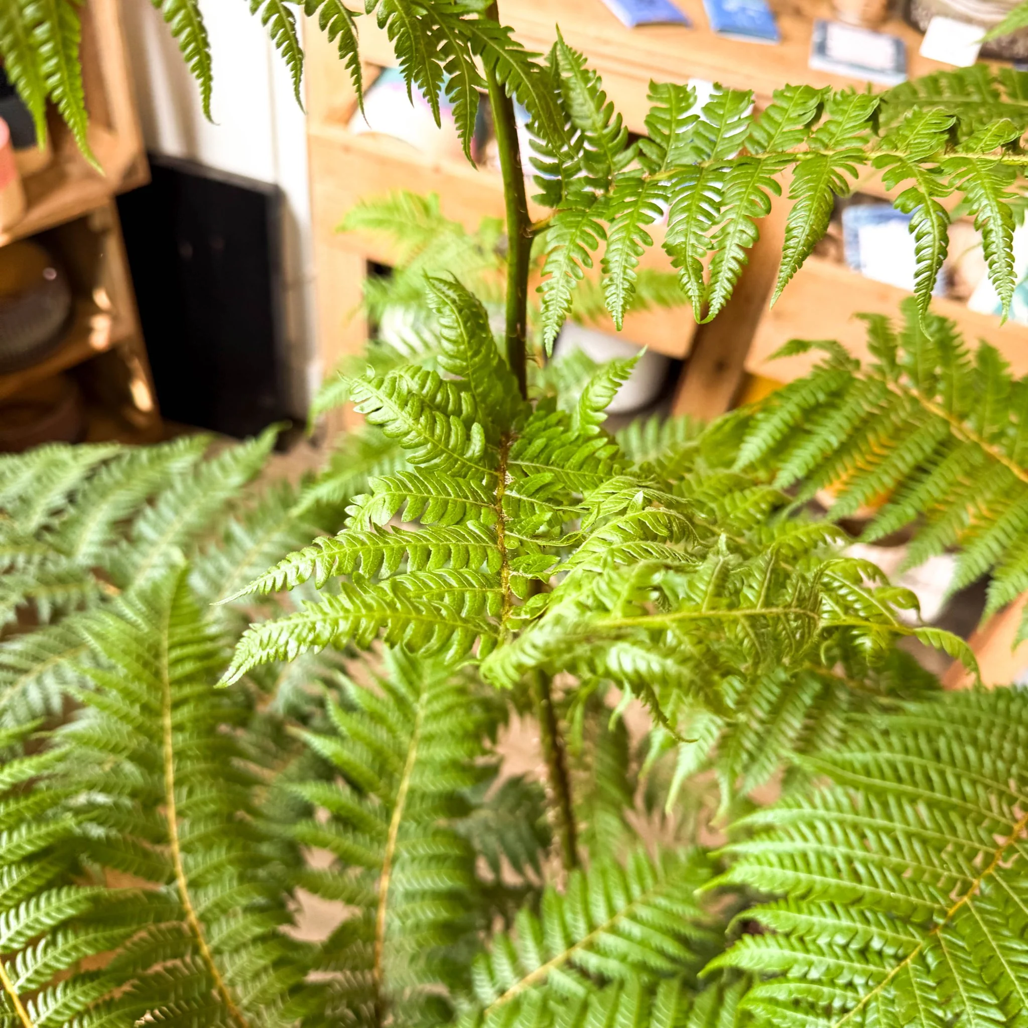 Sphaeropteris cooperi - Lacy Tree Fern - Image 23