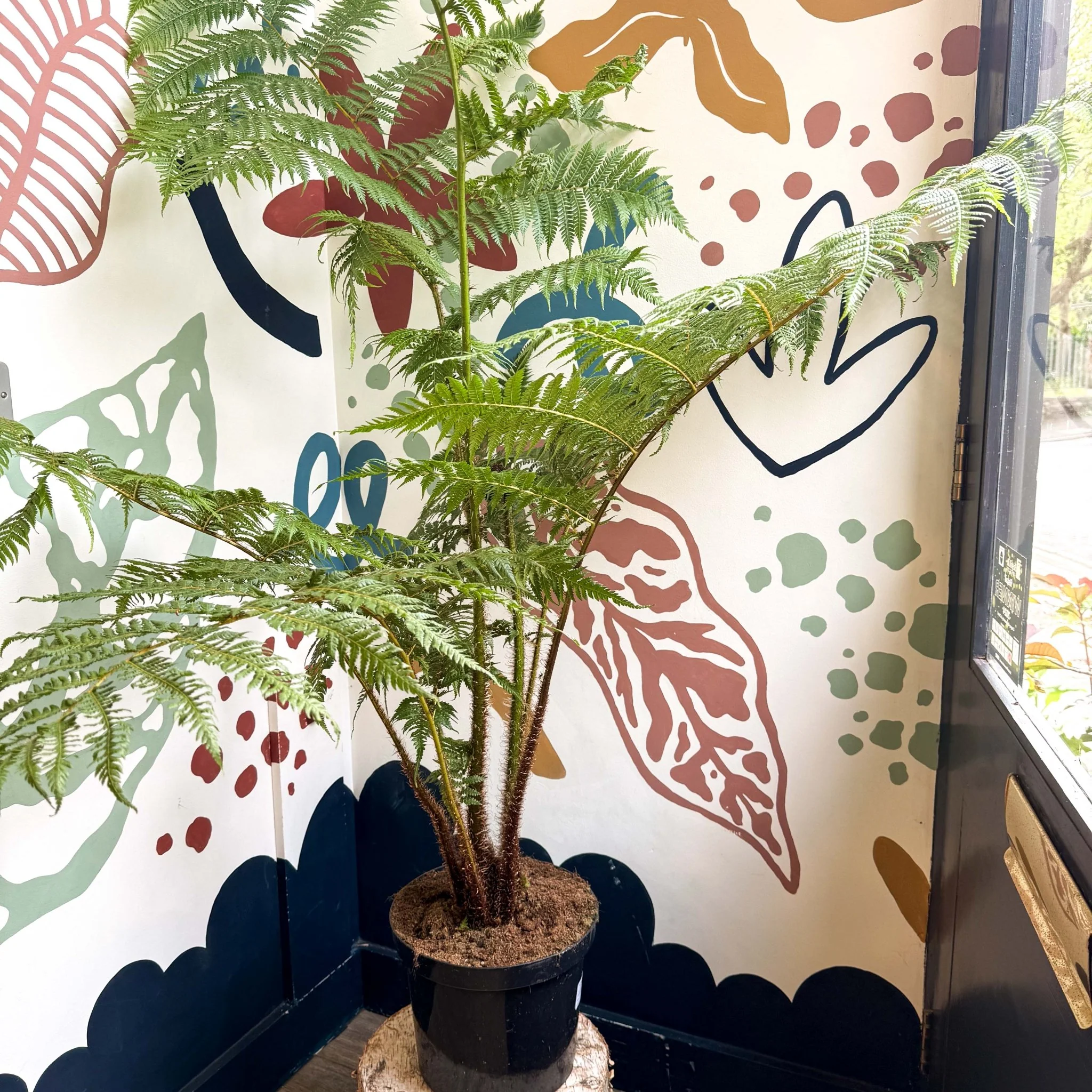 Sphaeropteris cooperi - Lacy Tree Fern - Image 24