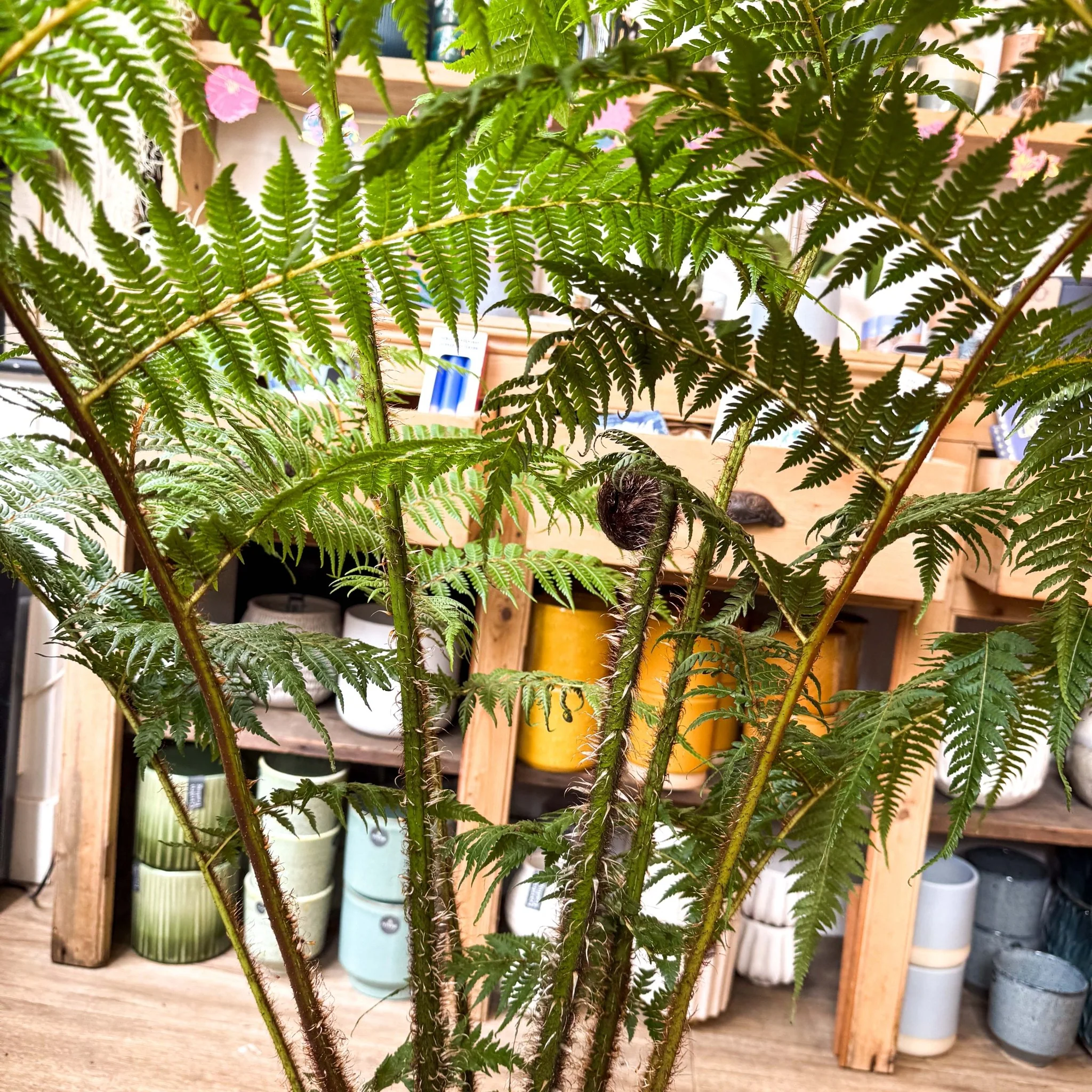 Sphaeropteris cooperi - Lacy Tree Fern - Image 3