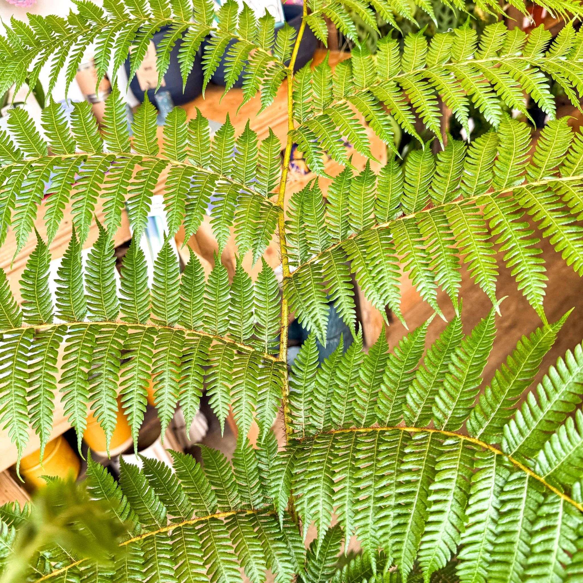 Sphaeropteris cooperi - Lacy Tree Fern - Image 4