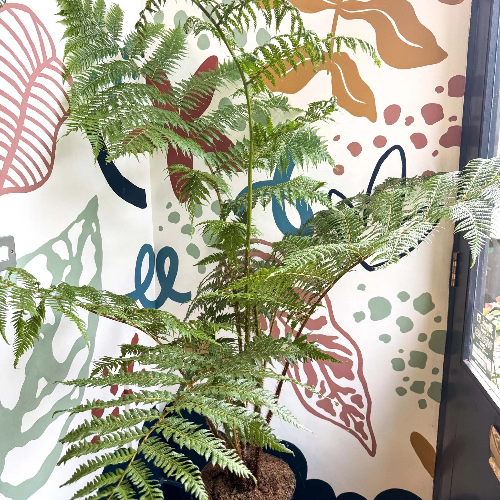 Sphaeropteris cooperi - Lacy Tree Fern - Image 5