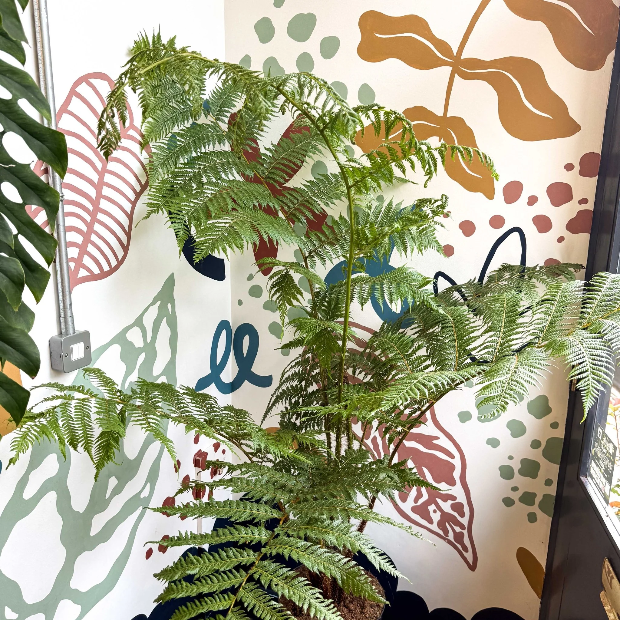Sphaeropteris cooperi - Lacy Tree Fern - Image 6