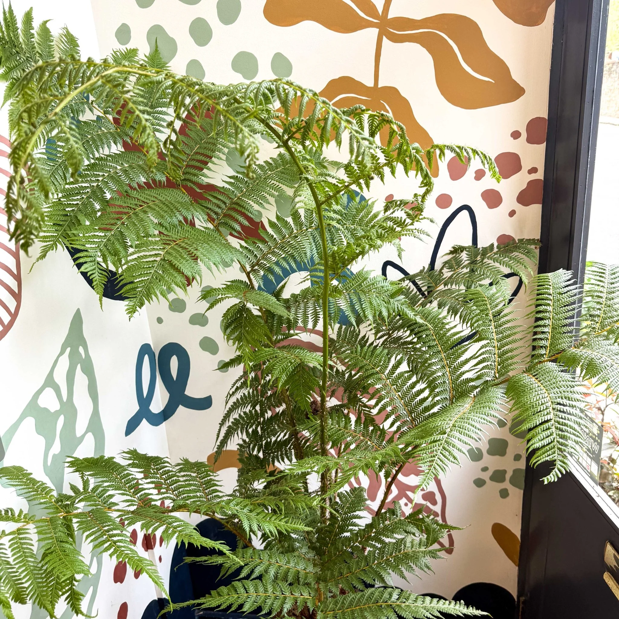 Sphaeropteris cooperi - Lacy Tree Fern - Image 7