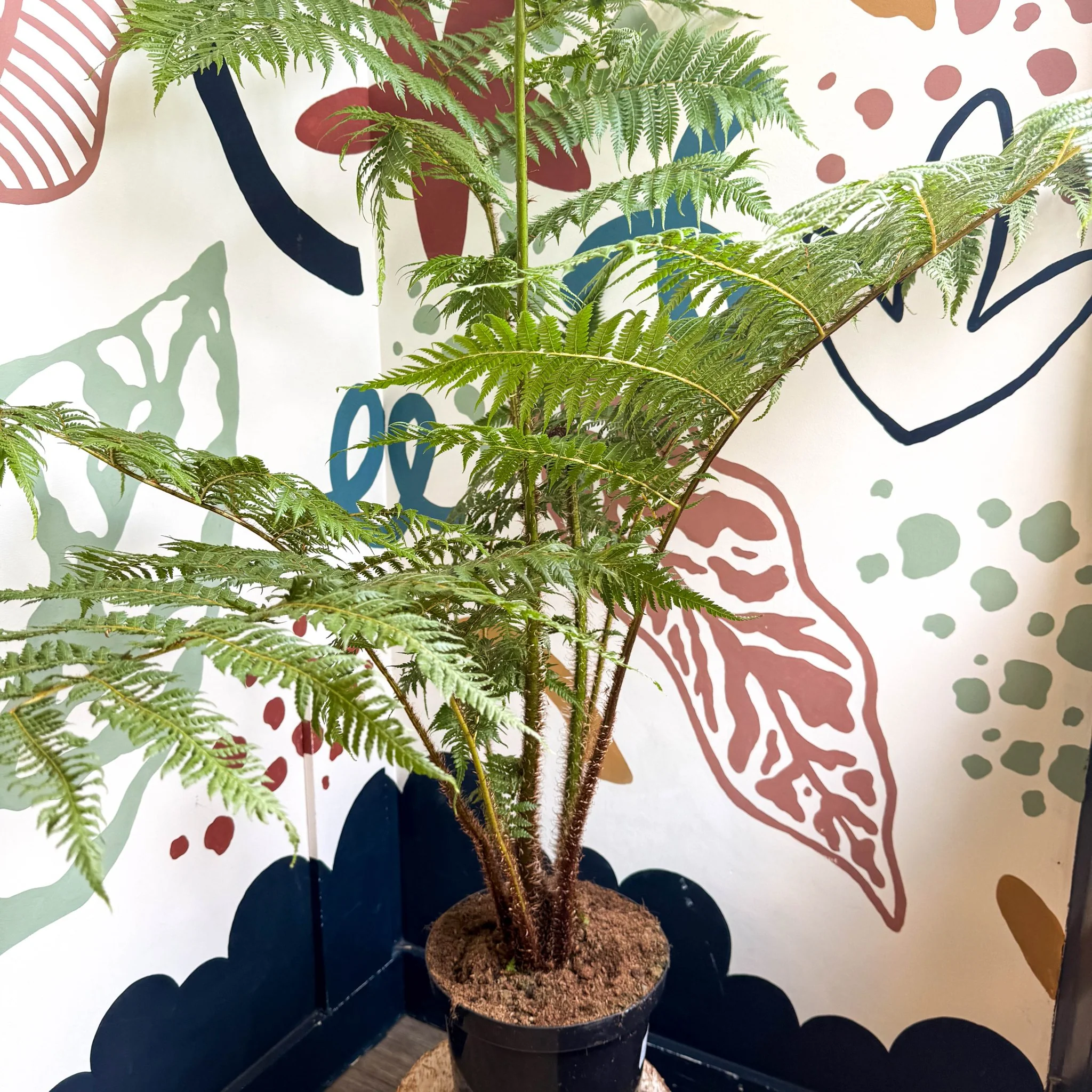 Sphaeropteris cooperi - Lacy Tree Fern - Image 8