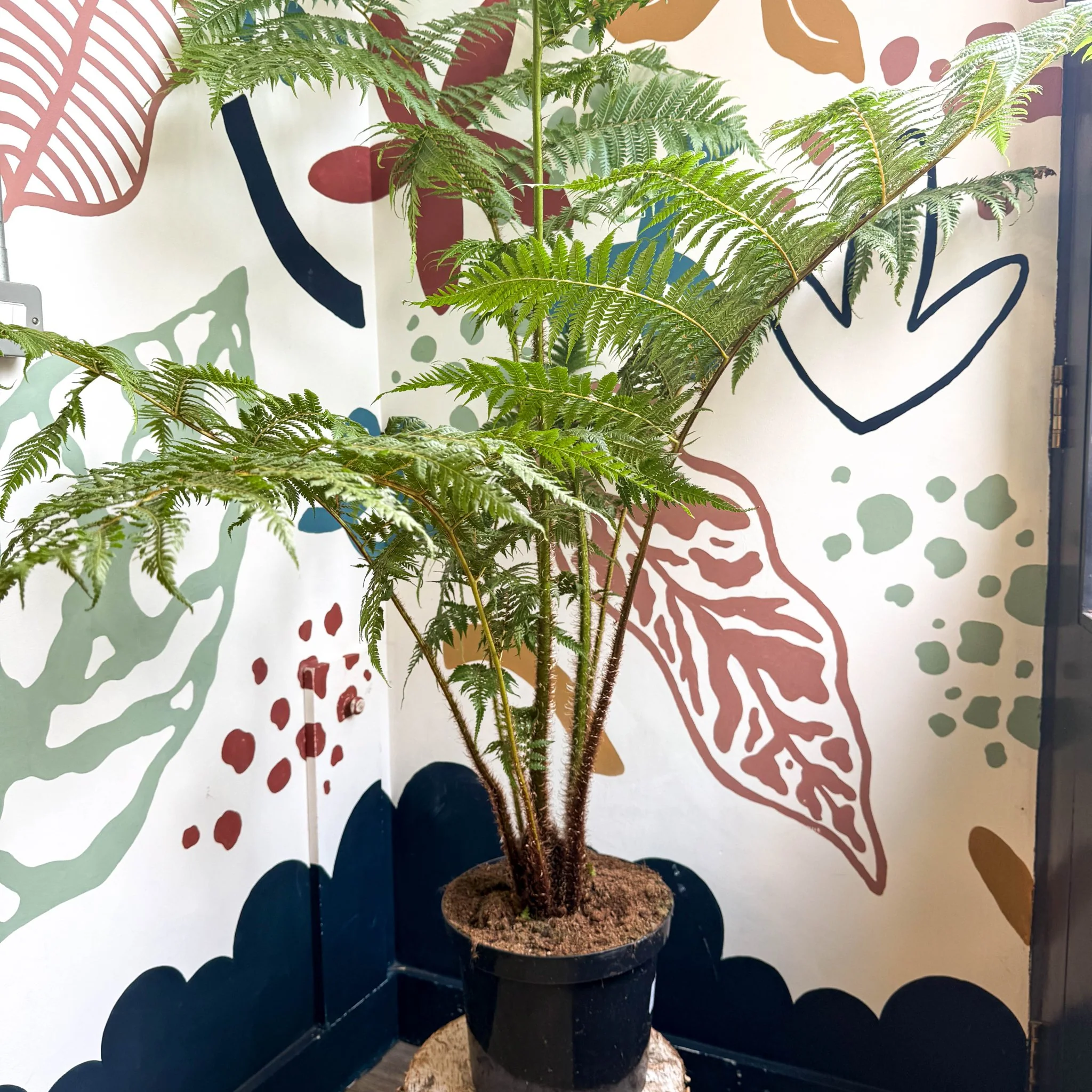 Sphaeropteris cooperi - Lacy Tree Fern - Image 9