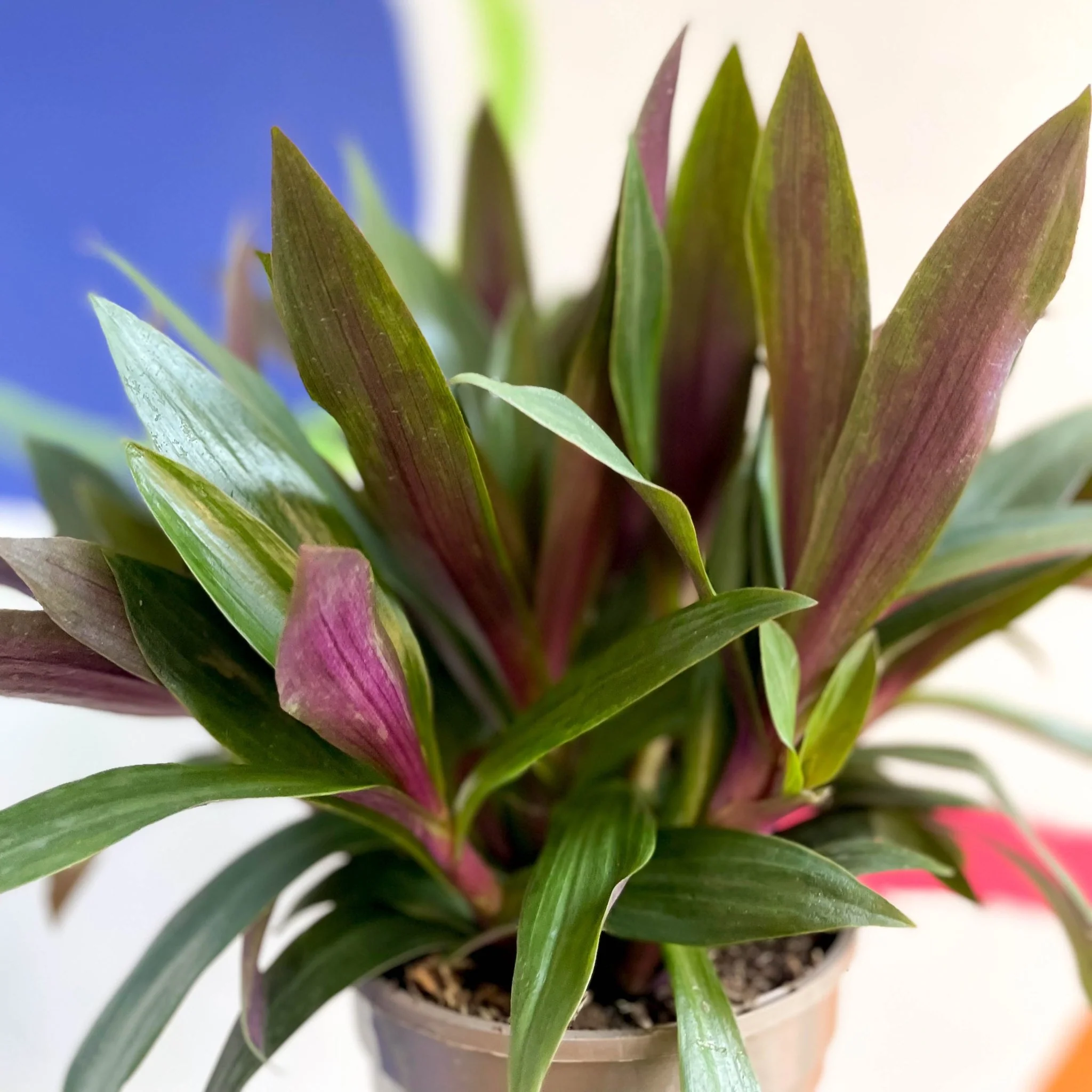 Spider Lily - Tradescantia spathacea 'Sitara’ - British Grown - Image 3