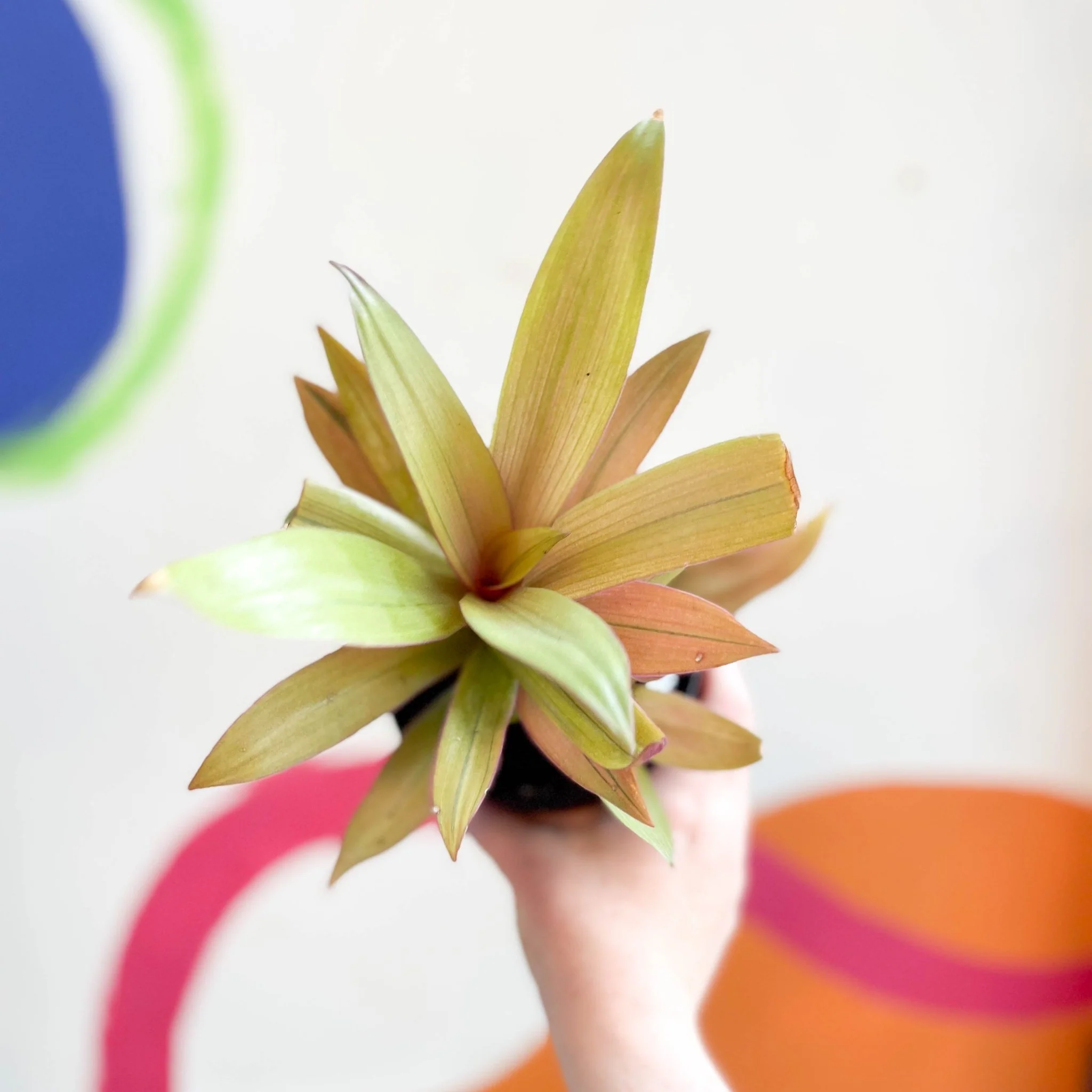 Tradescantia spathacea 'Sitara’ - Spider Lily - Welsh Grown - Image 10